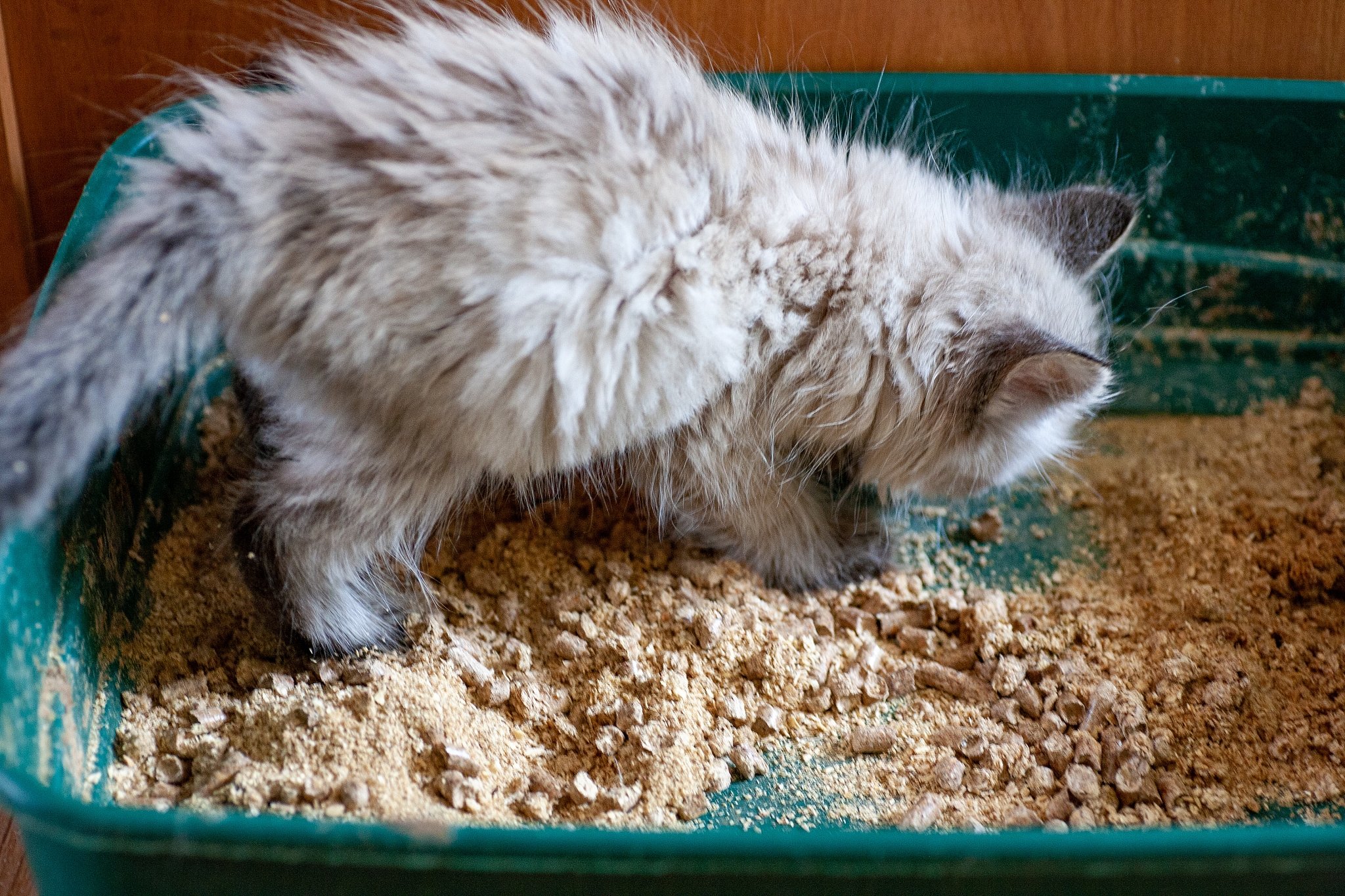 cat overweight constipated sick trying to go to the bathroom