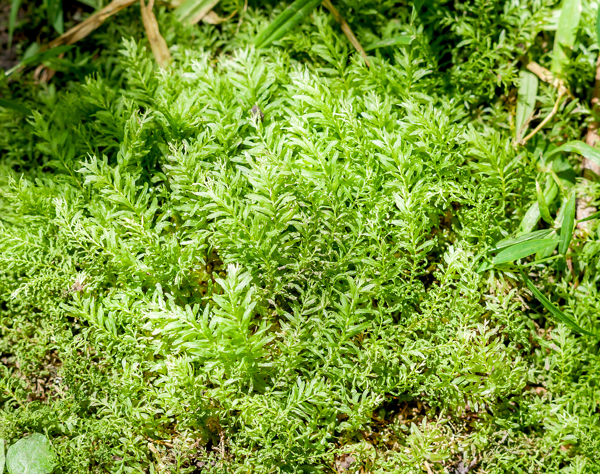 阅读周作人散文作品《故乡的野菜》并回答问题1 仔细阅读文本找出文中写了哪几种野菜通过对故乡野菜的描写寄寓了作者哪些情感