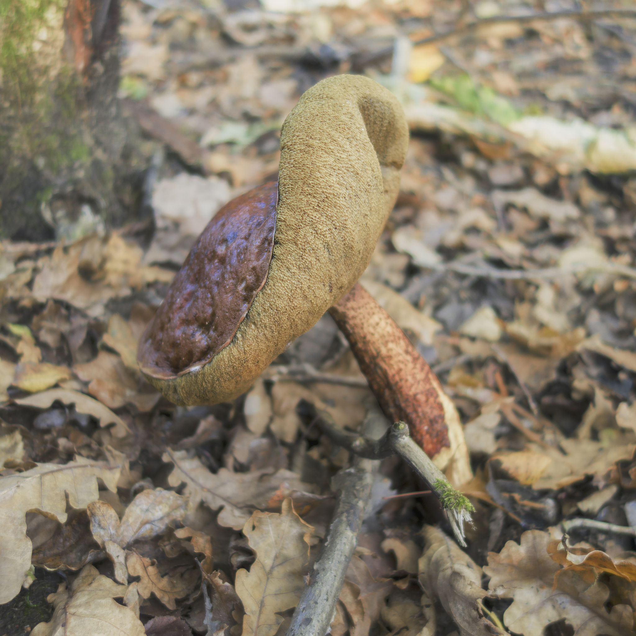 探索真菌世界：Fungal Biology期刊研究范围深度解析