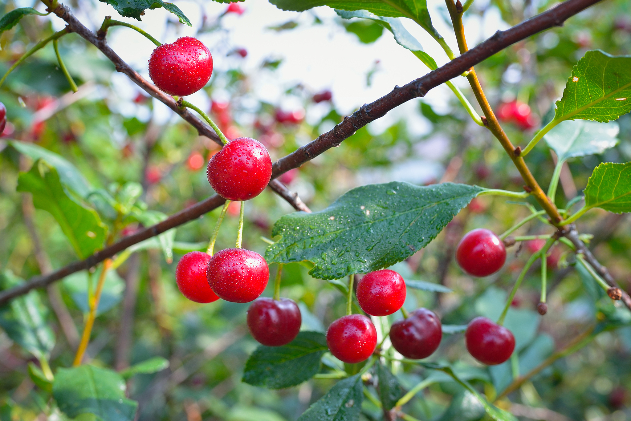 sweet cherry red berries on a tree branch in the