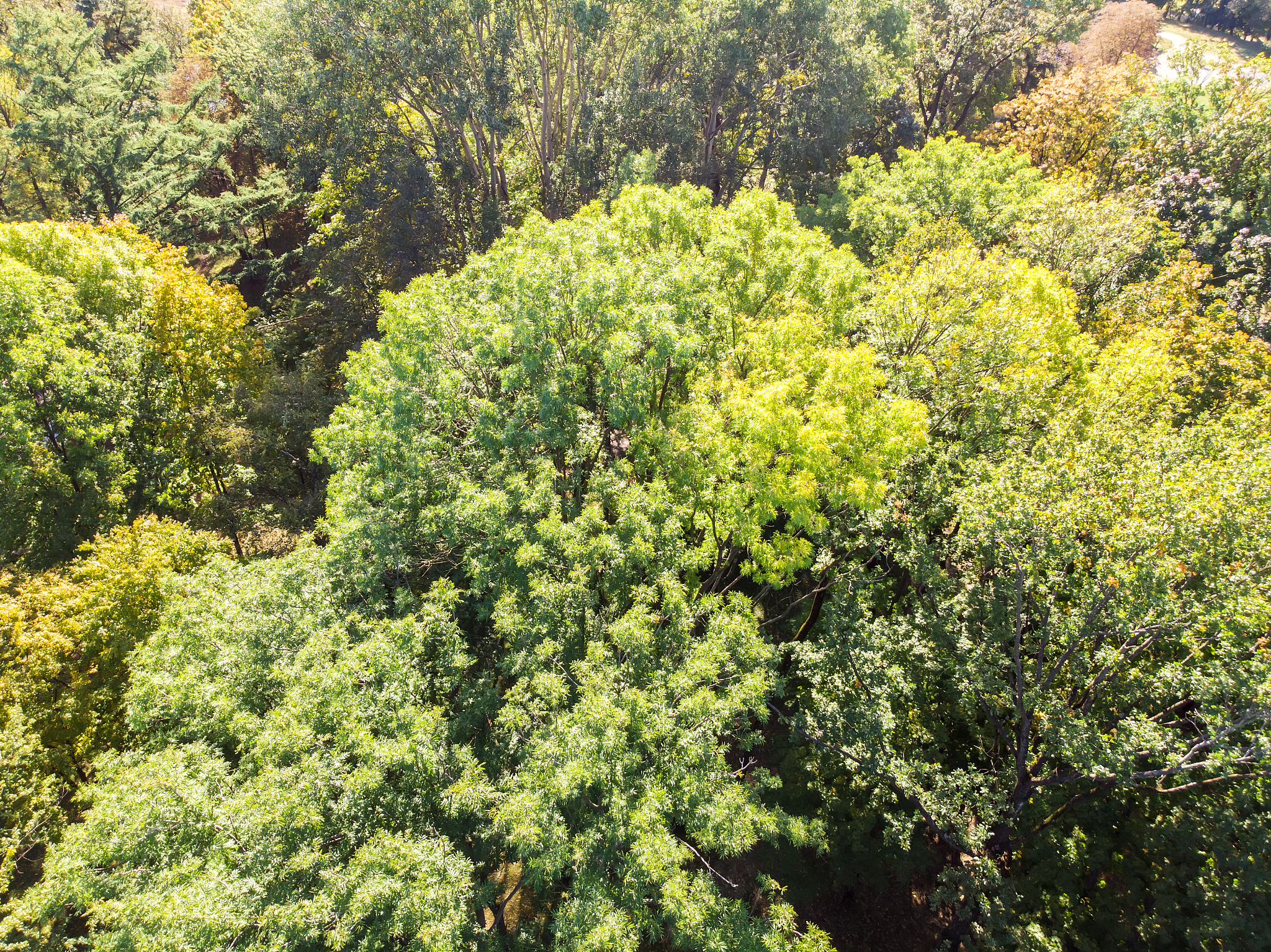 石楠花臭味来源及替代方案：是保留还是更换？