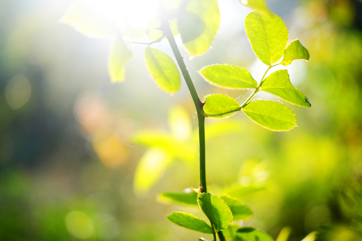 春天代表什么？为什么喜欢他？