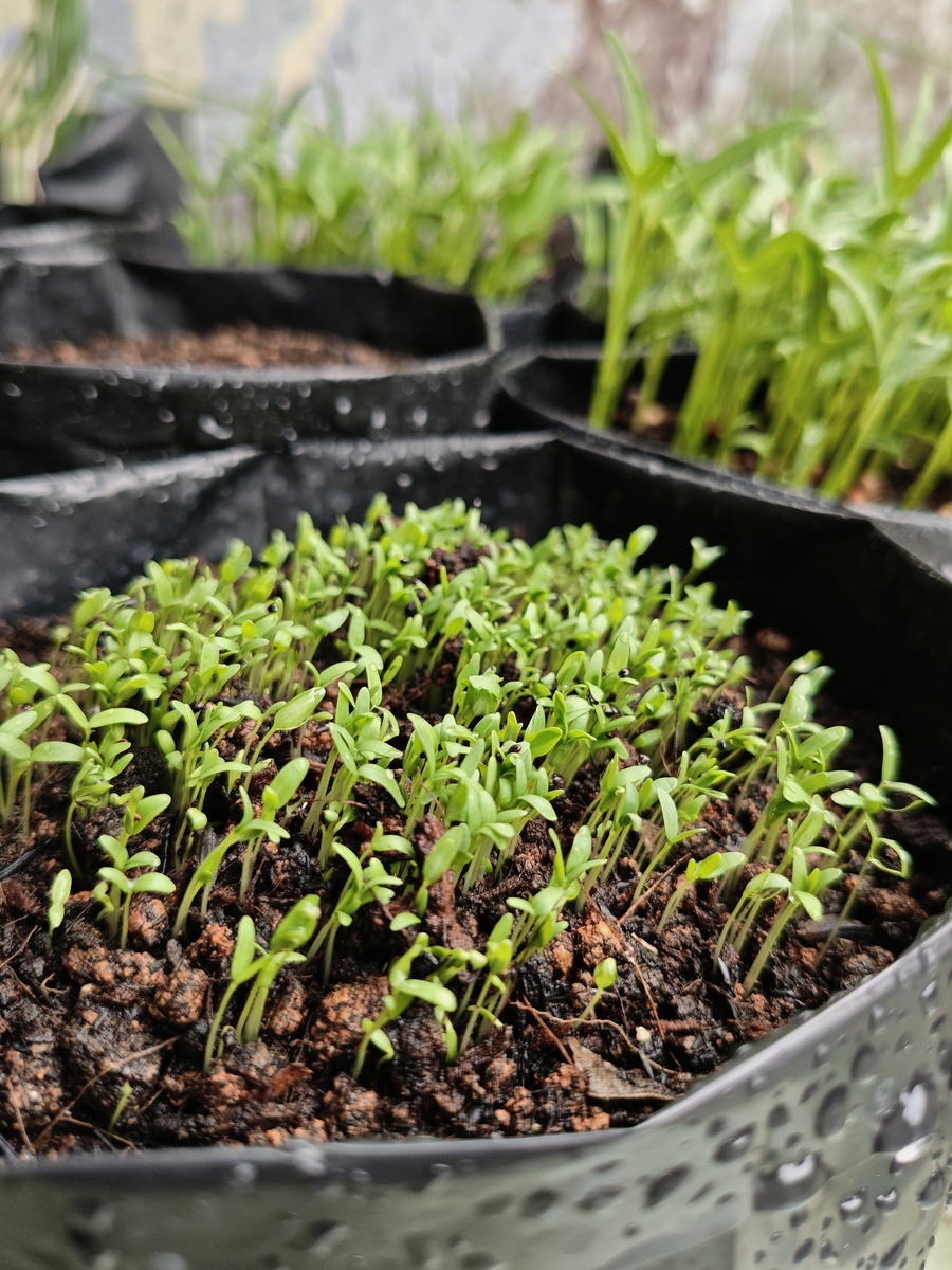 光照对空心菜生长影响的实验研究