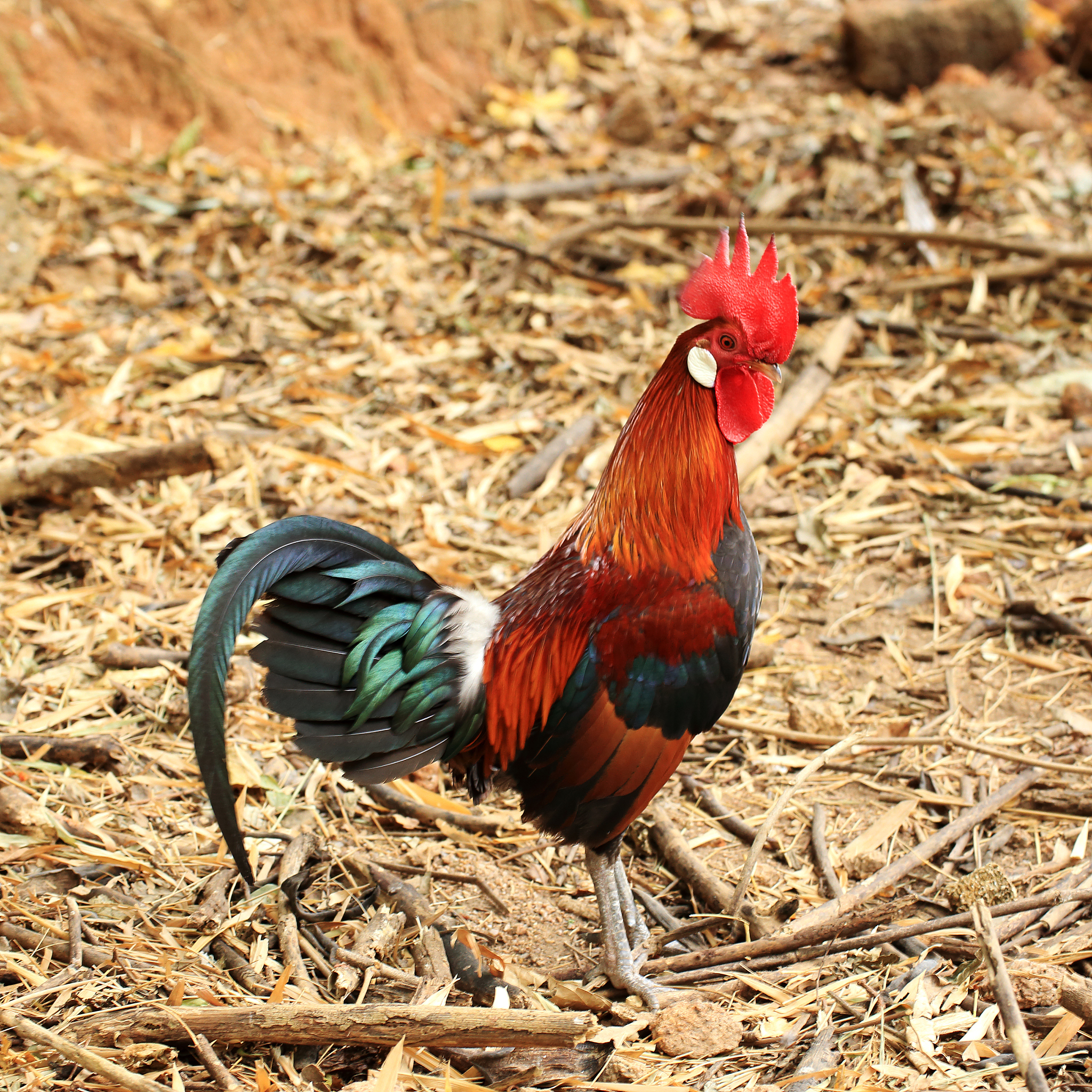 thai chicken