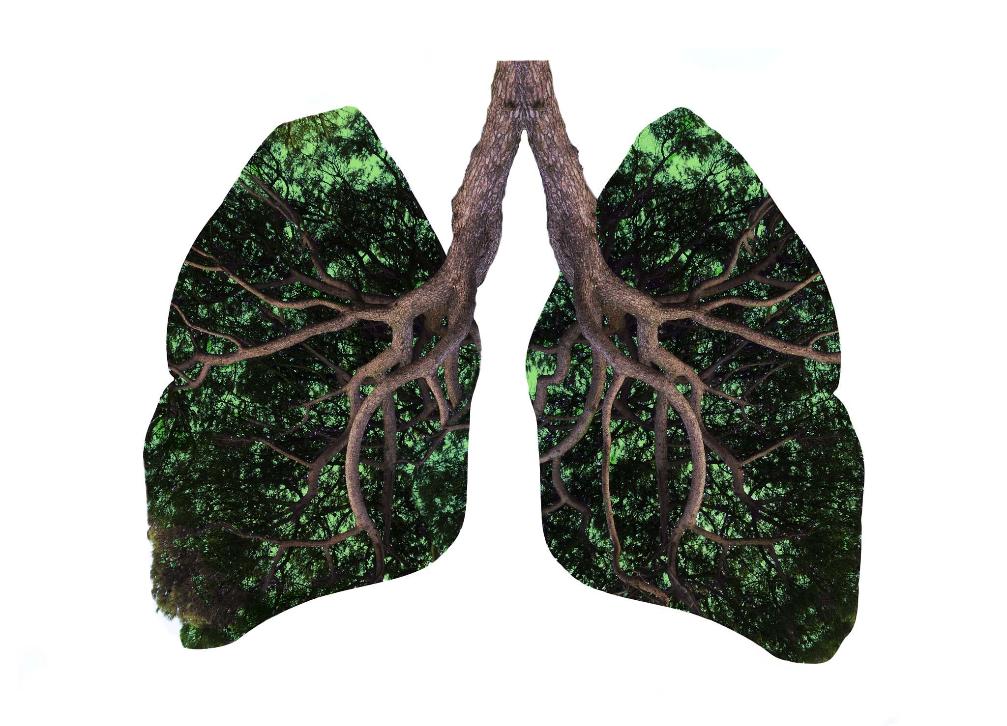 肺泡：人体气体交换的核心单位