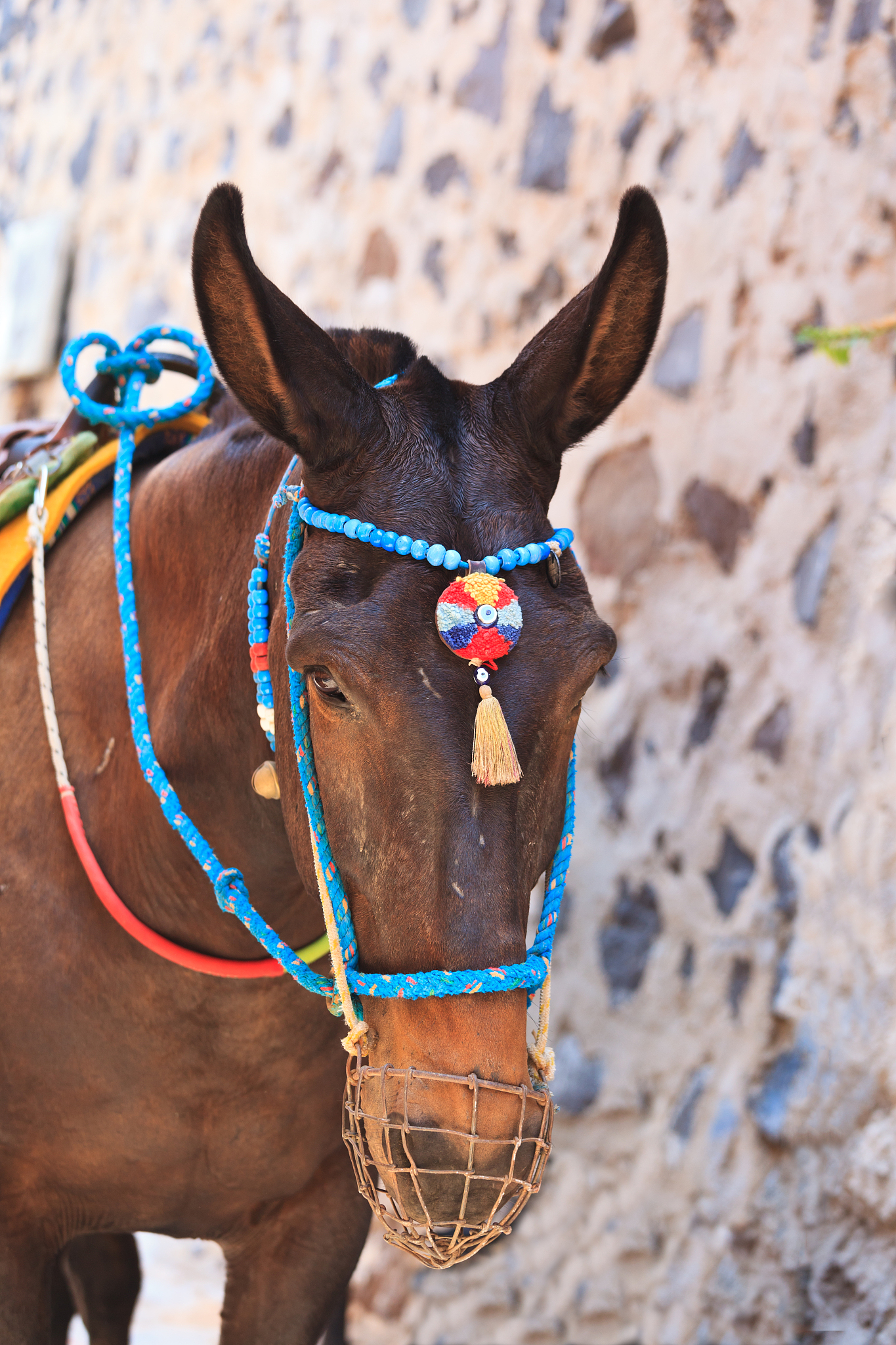 head of donkey from santorini