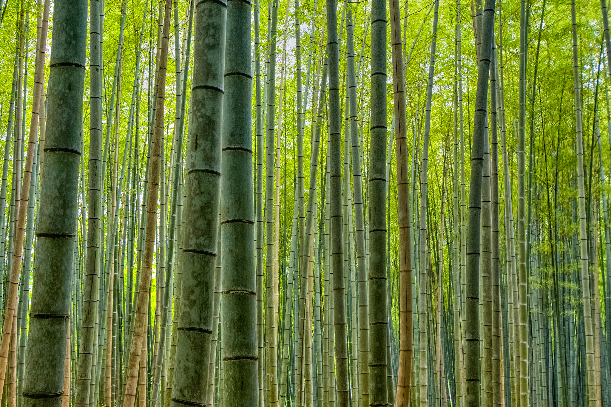 bamboo stems close up