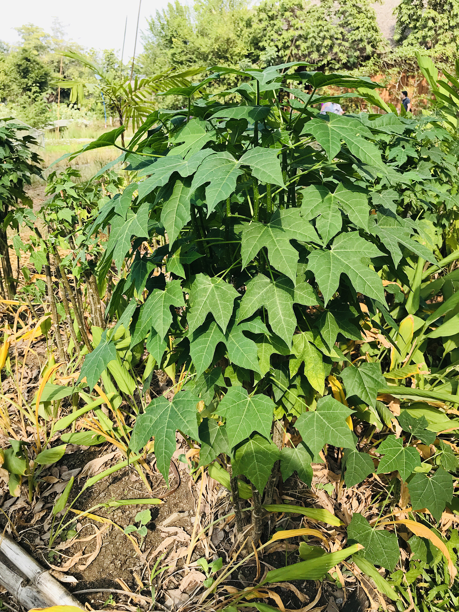 cnidoscolus aconitifolius or chaya or tree spinach.