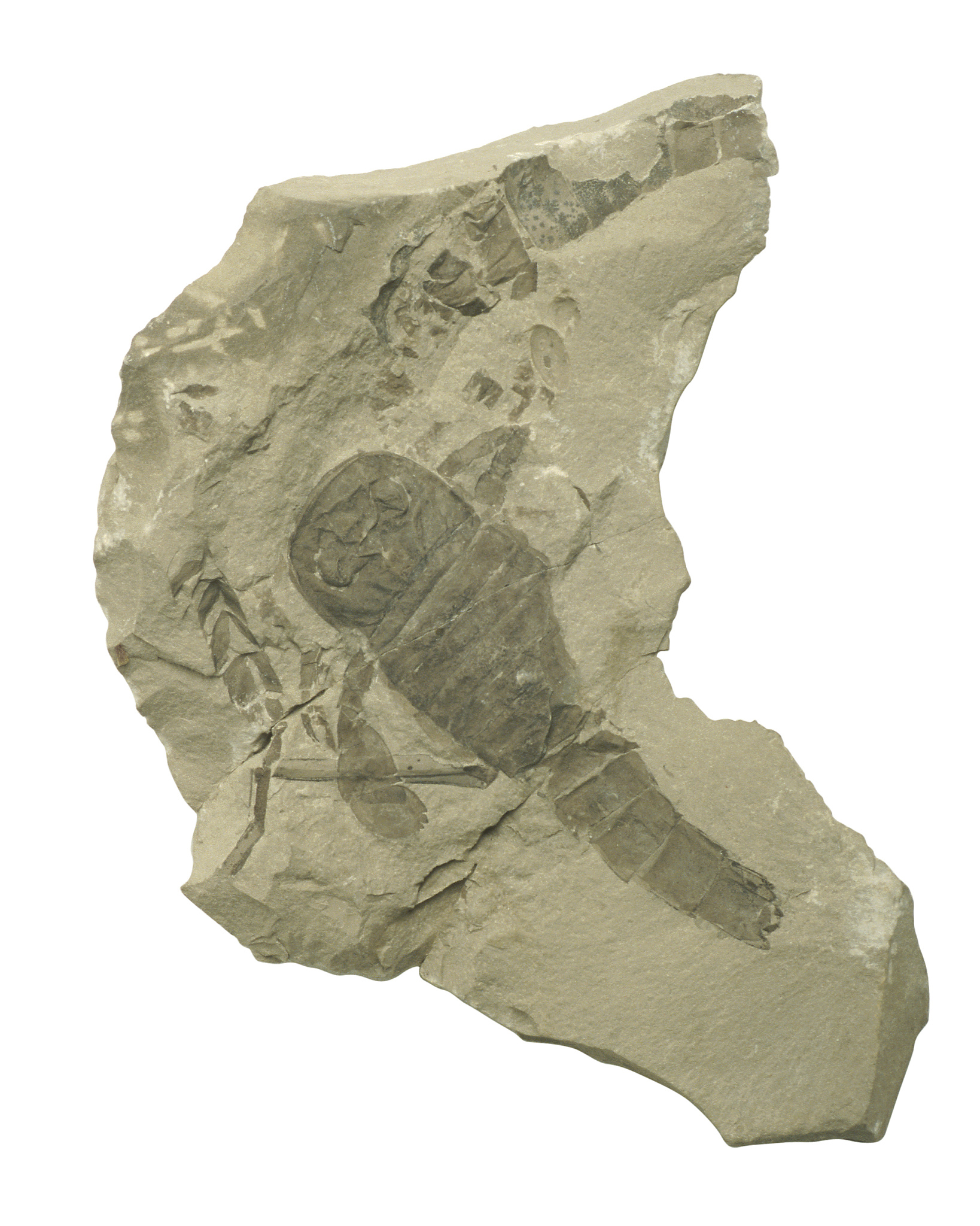 小型褶皱和劈理构造：地质学中的重要构造形式