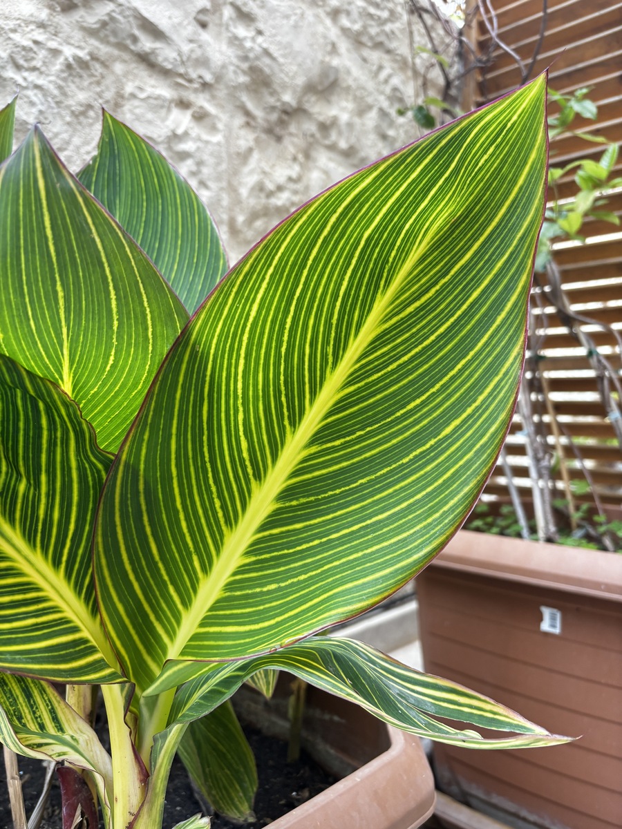 苹果竹芋：适合室内养护的漂亮观叶植物
