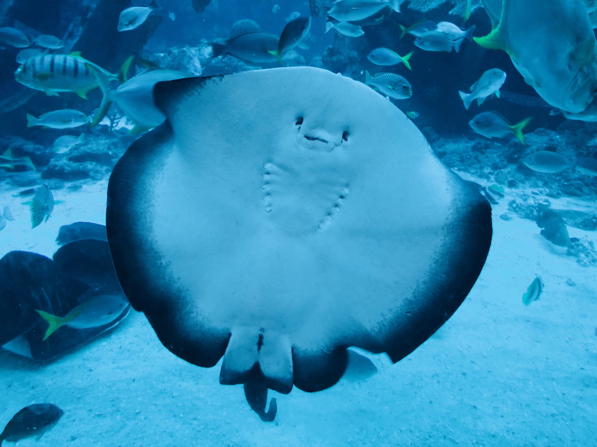 细菌如何进行发酵