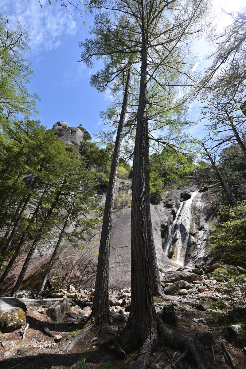 梨木台特色植被：松树、榉树、山毛榉和草地