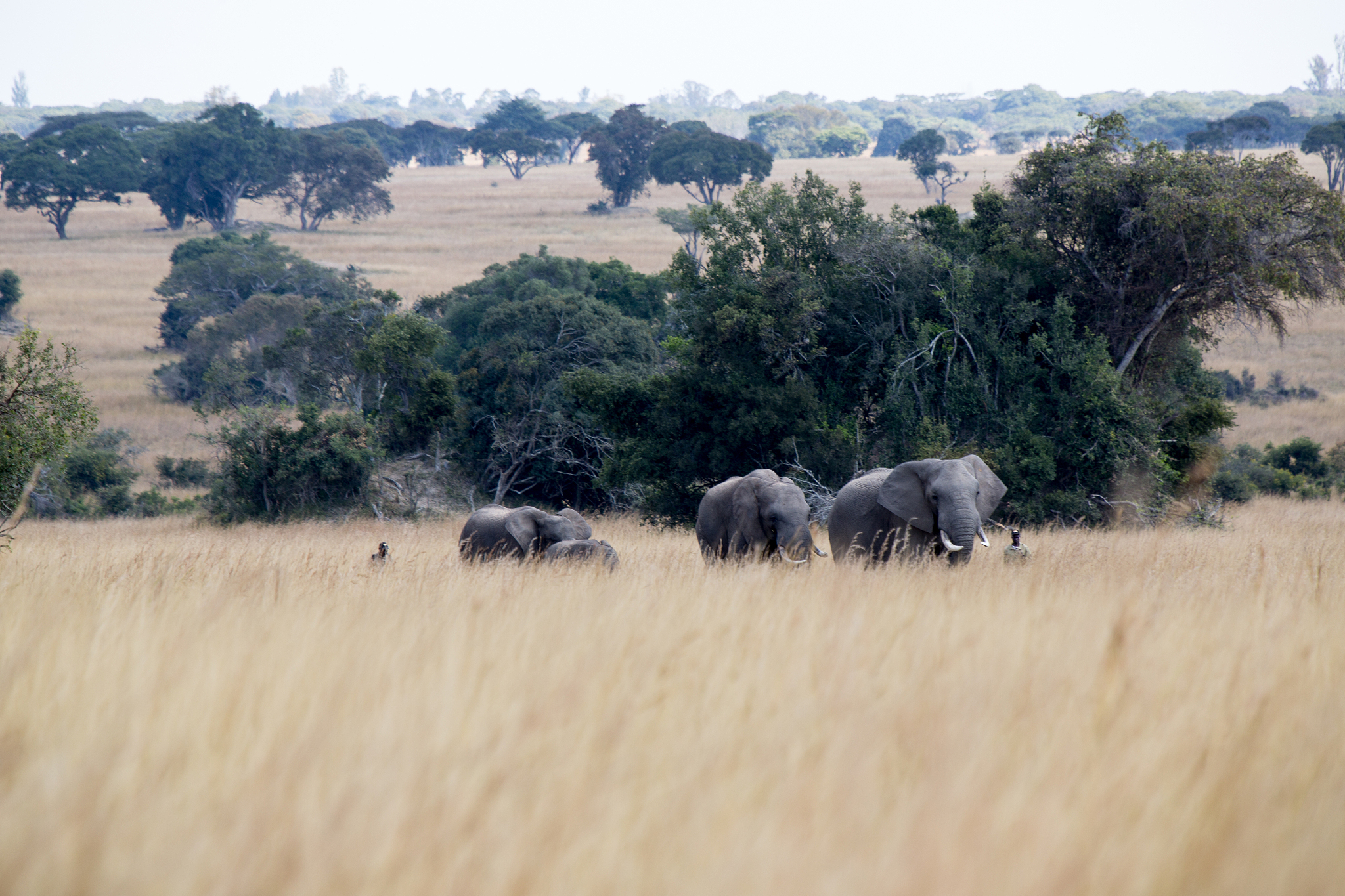 elephants in zimbabwe, africa