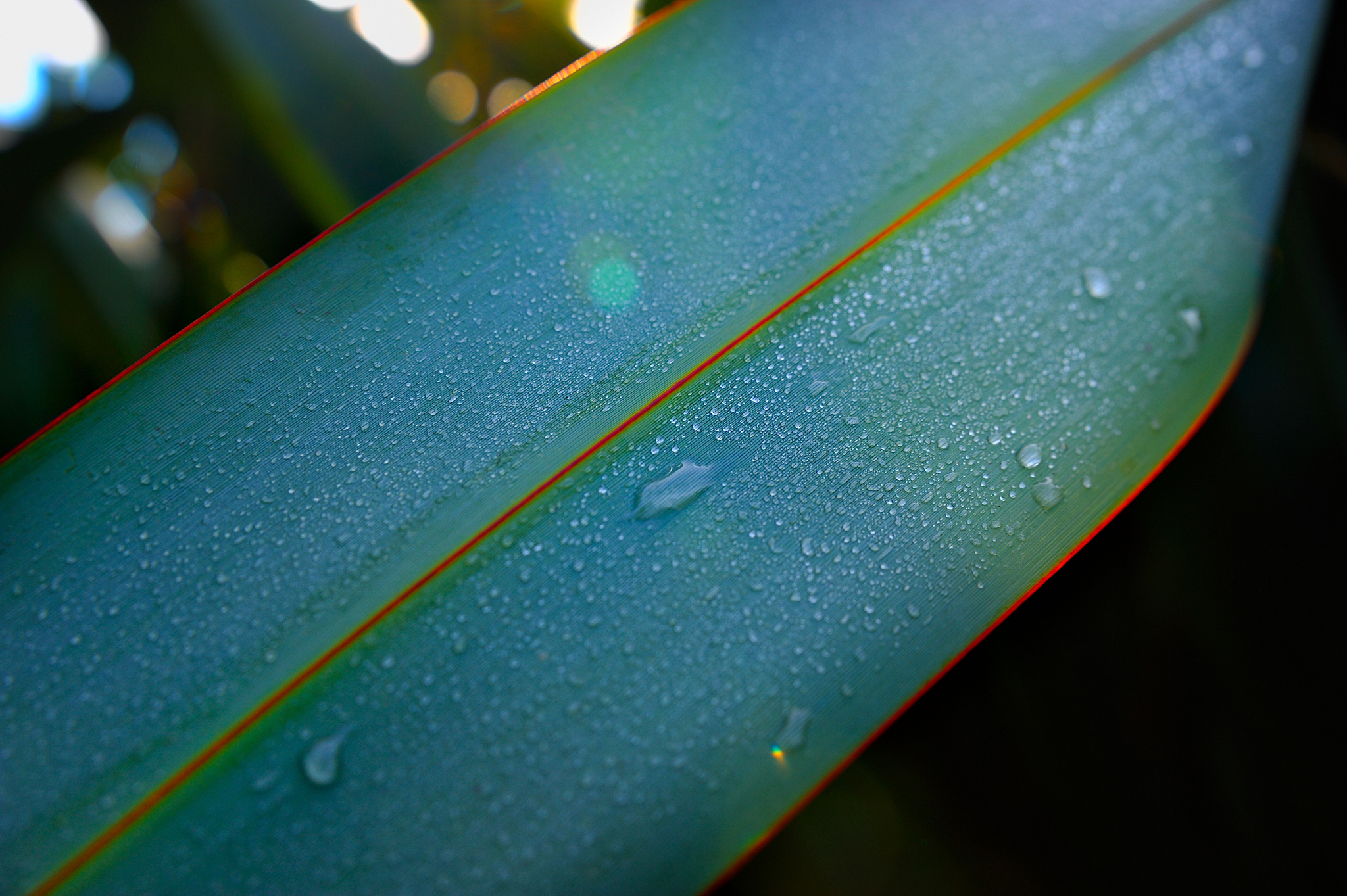 dew on a flax leaf