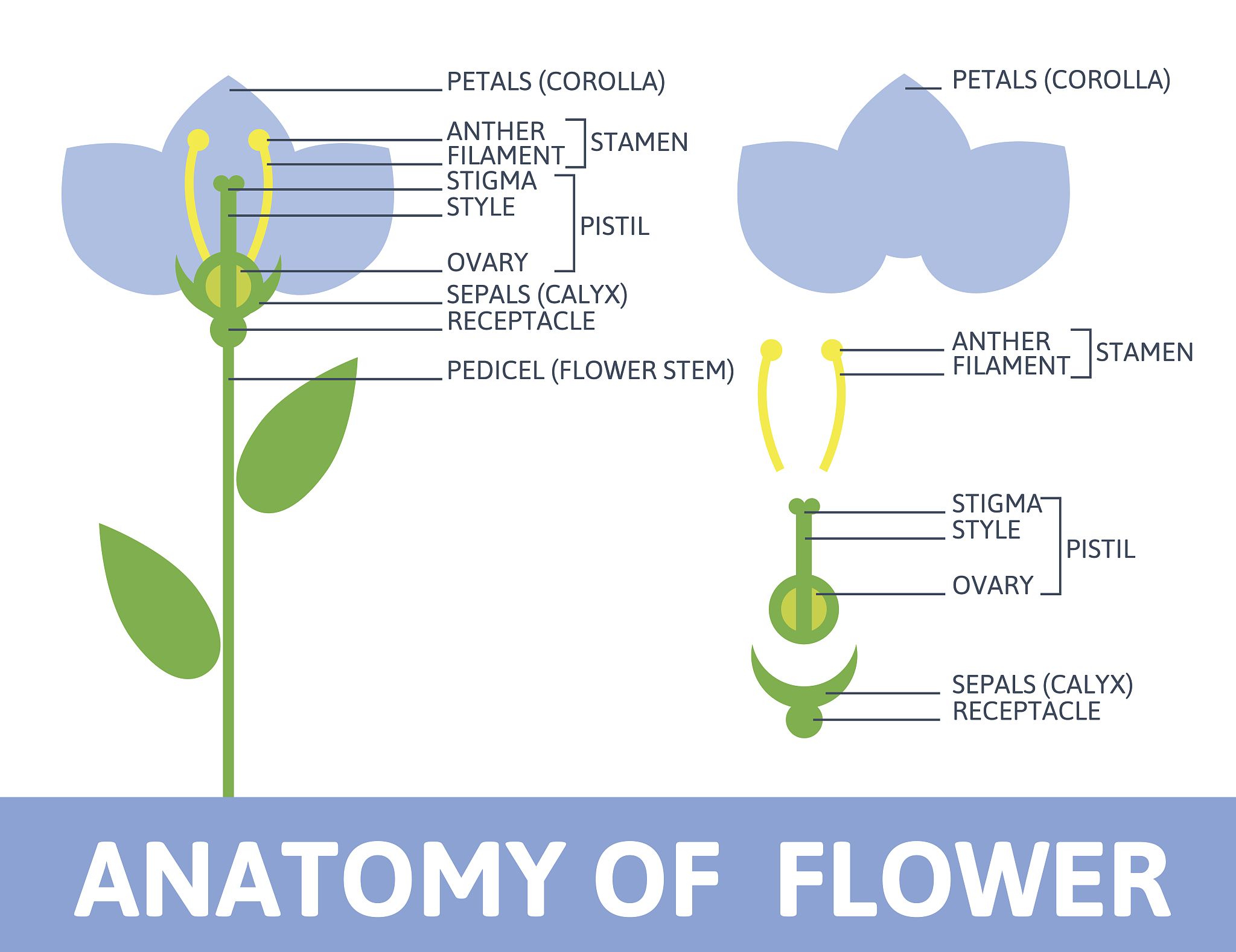请帮我把这句话用英文降重复率：Alginate was purchased from Sinopharm Shanghai China with a molecular weight of 100 kDa determined by the high-performance size exclusion chromatography Ref Pectin was purchased from Yu