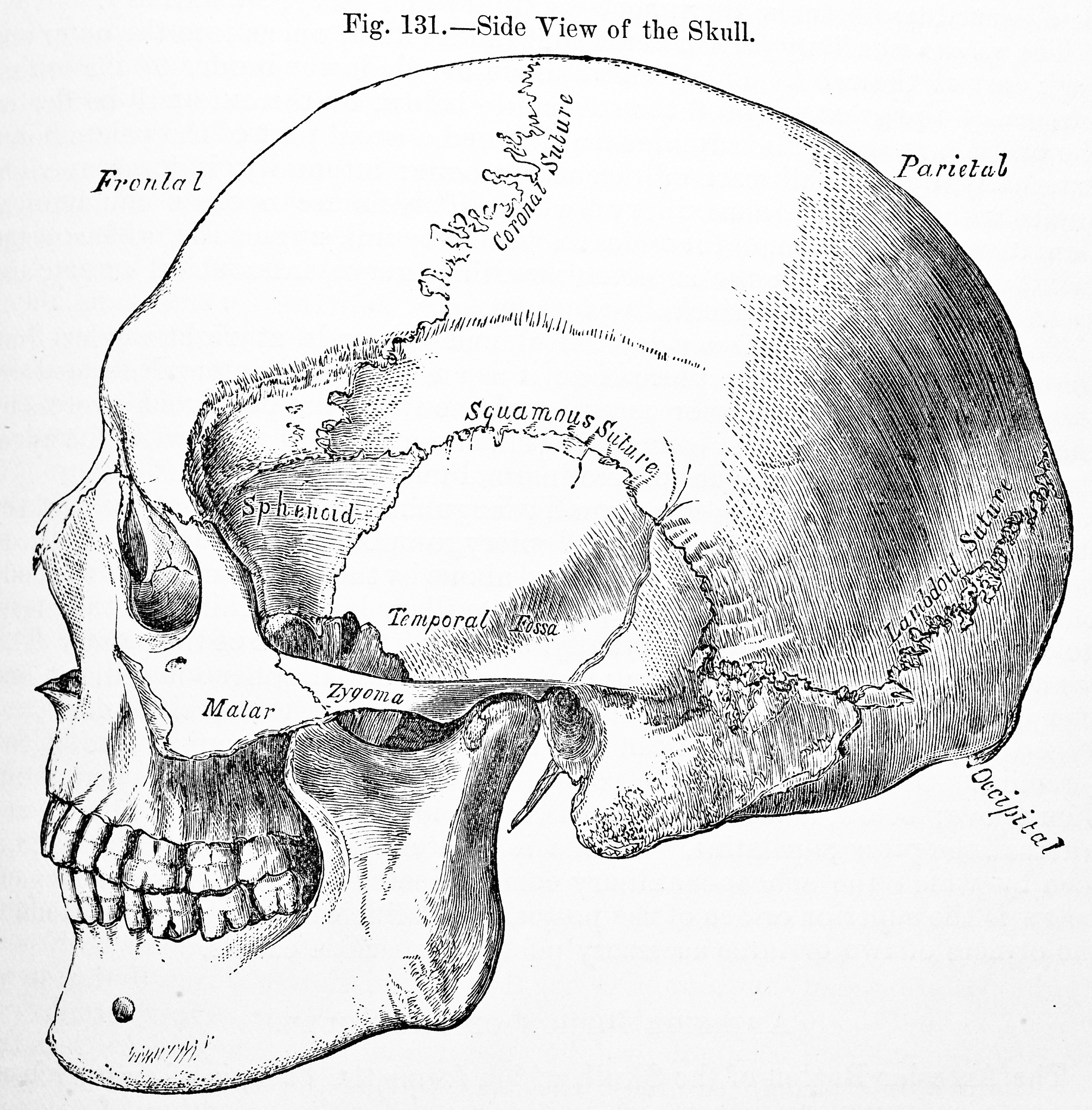 头影测量中的标志点Me点是什么