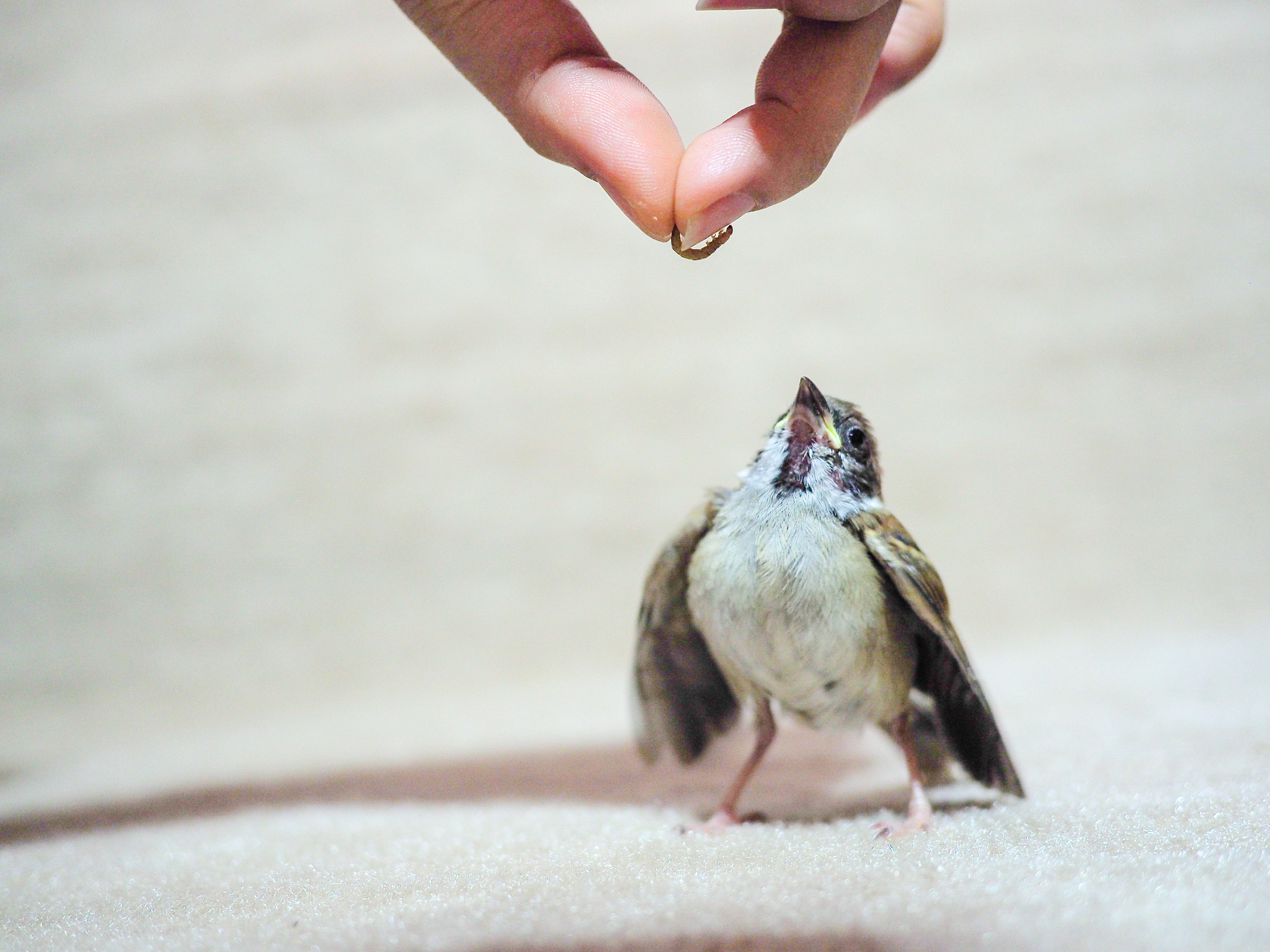 抓的麻雀绝食此说法并不符合科学事实。麻雀是杂食性动物可以吃种子、昆虫、果实等多种食物。严格来说麻雀只靠一种食物存活是不太可能的。而且人类抓麻雀烹饪食用仅是个别个例绝大多数人并不会因为抓麻雀而导致它们灭绝或绝食。保护野生动物和尊重自然是我们每个人应该共同遵循的原则。抓到了麻雀想饲养结果绝食