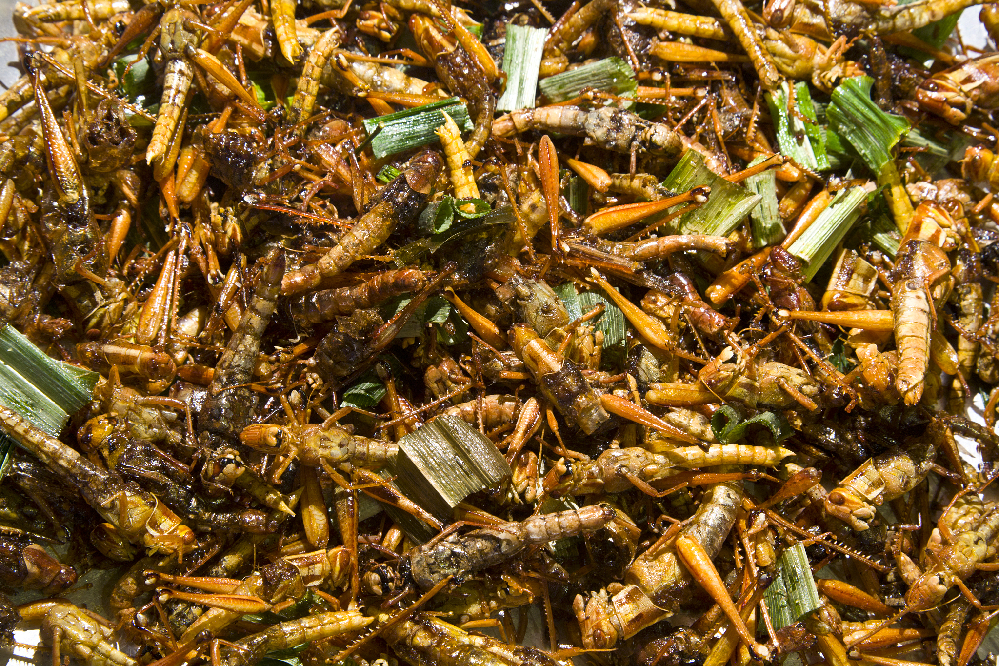 炸蚂蚱能吃全身吗？营养与安全风险分析