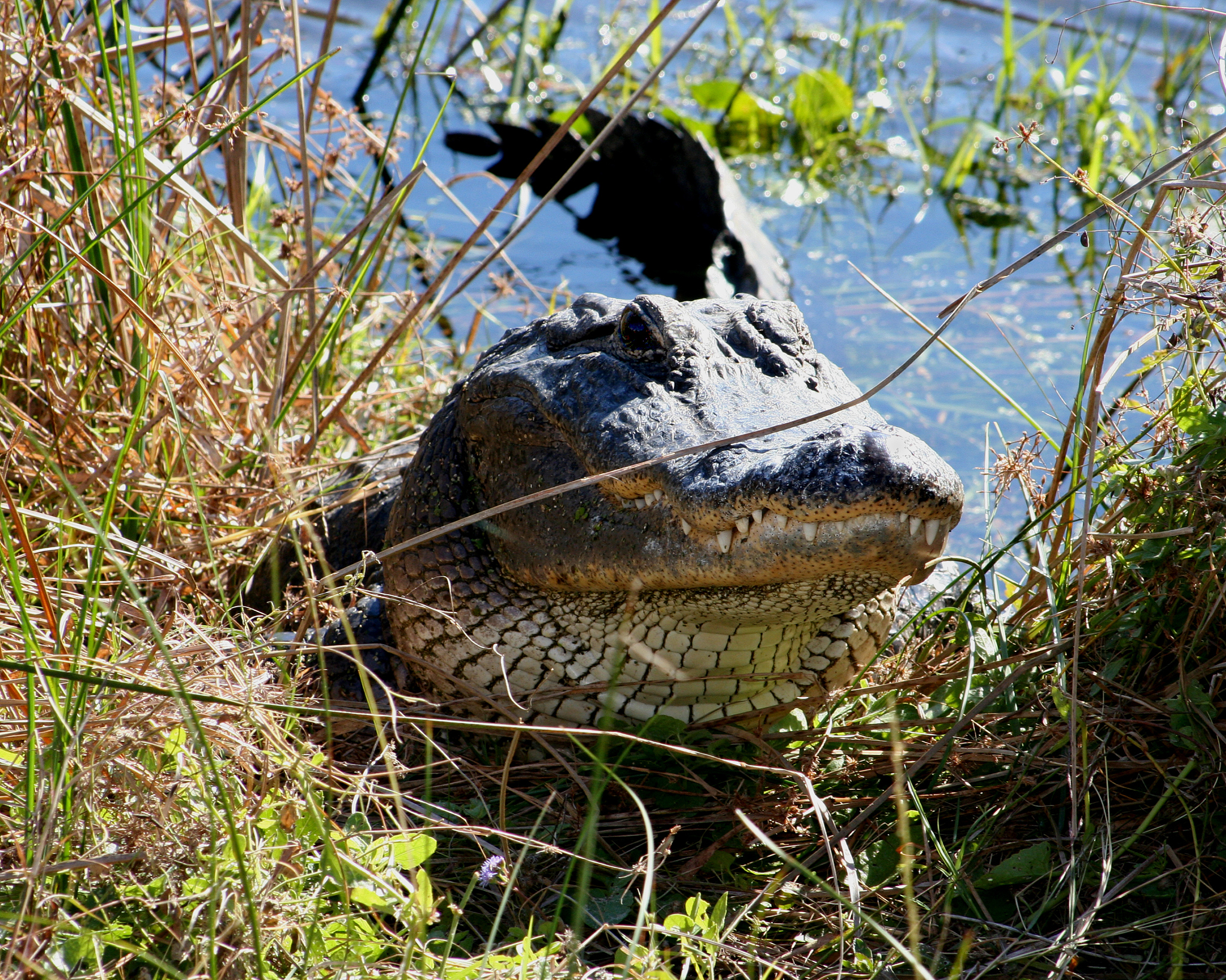 鸭嘴兽：揭秘澳大利亚的奇特生物