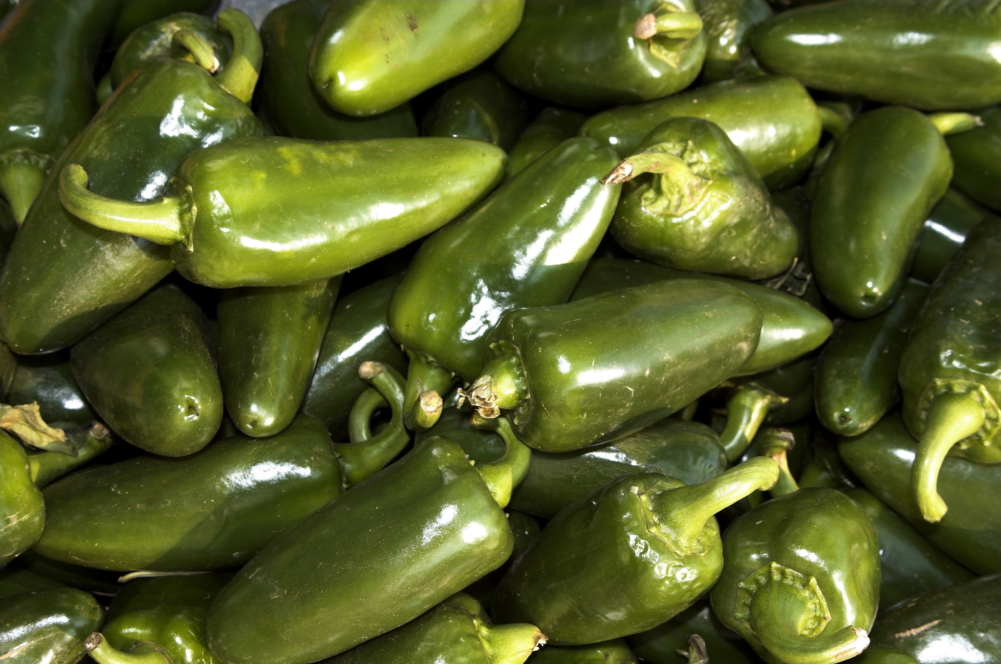 曲靖农业学校2019年全日制五年制招生报名咨询QQ