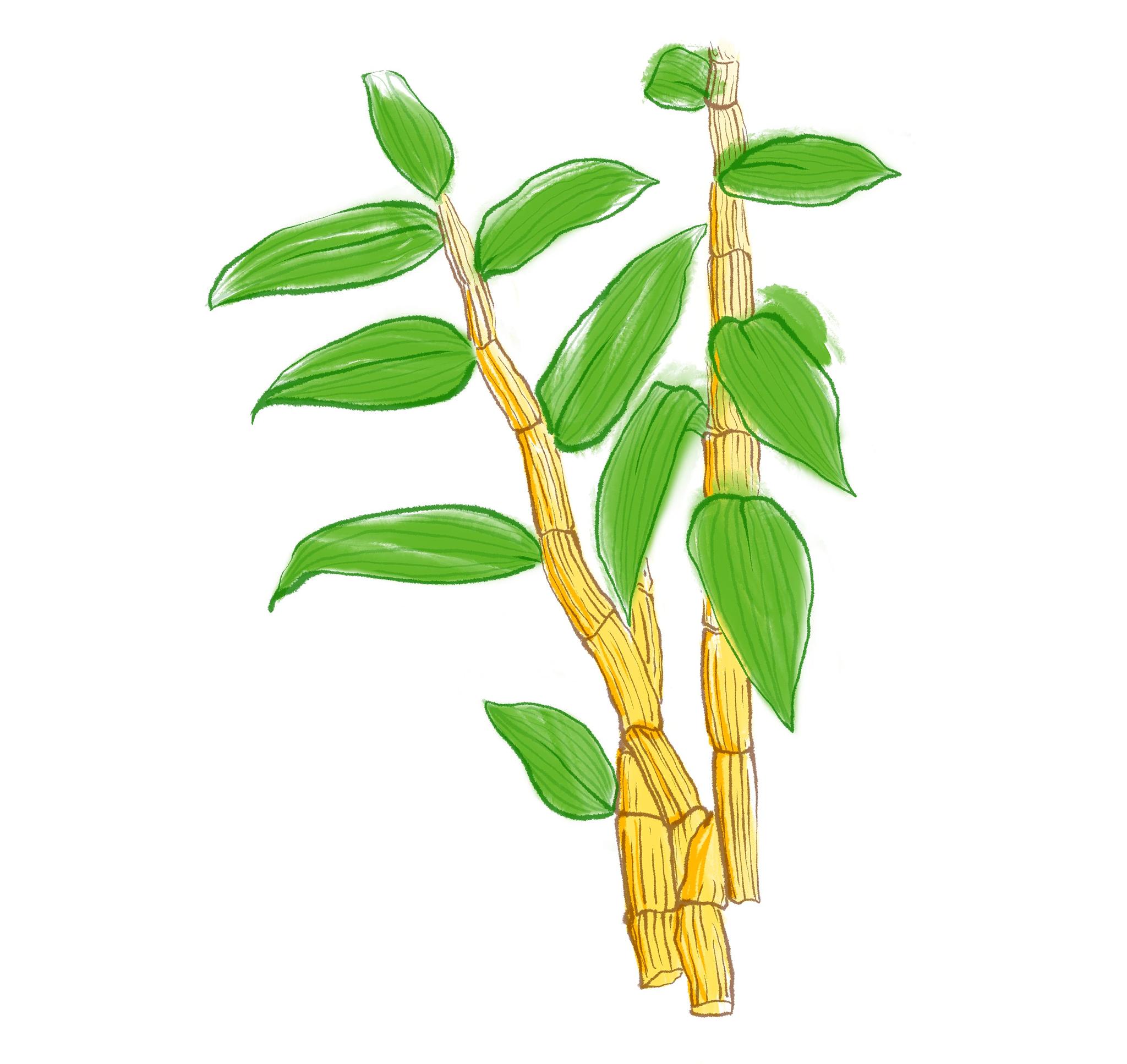 水彩画营养草药铁皮石斛