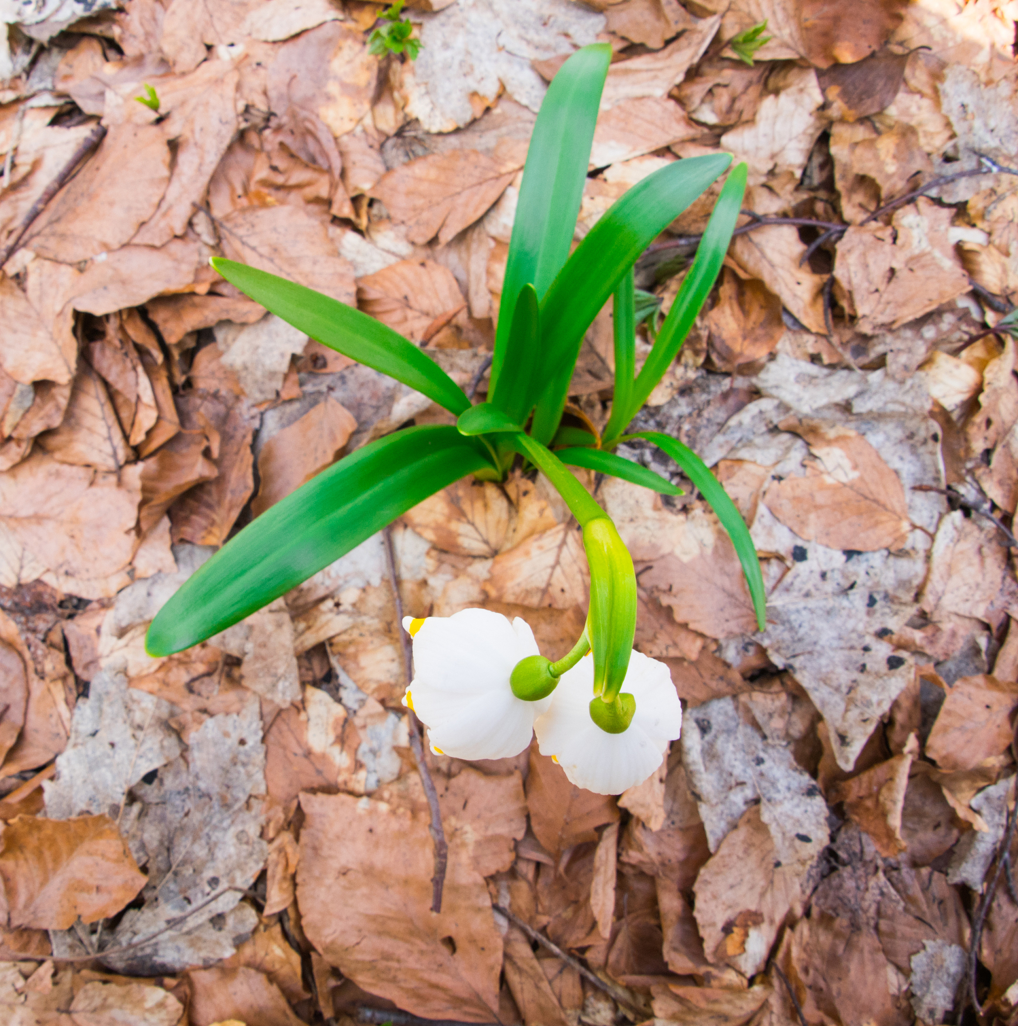 兰花烂根怎么办？400字教你彻底解决！