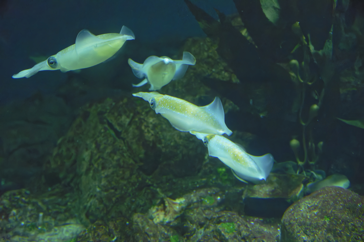 海水生态养殖长隆班就业方向好吗