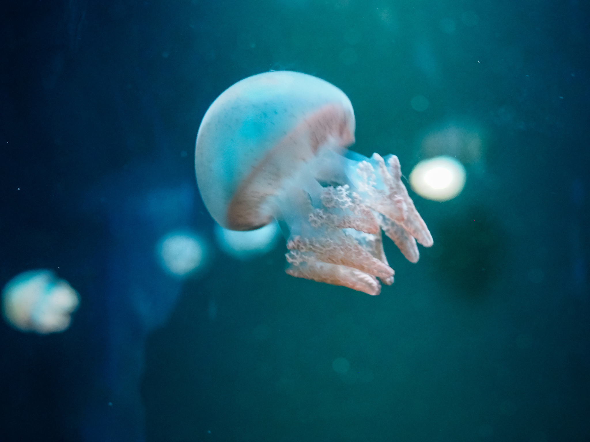 small octopus swimming close up