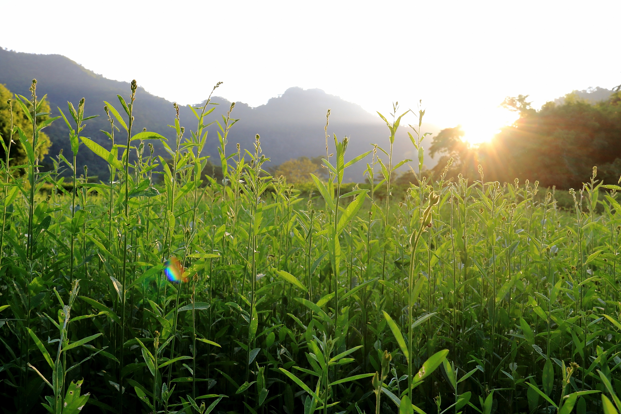 荣县金科职业技术学校设施农业生产技术专业好不好发展前景怎样