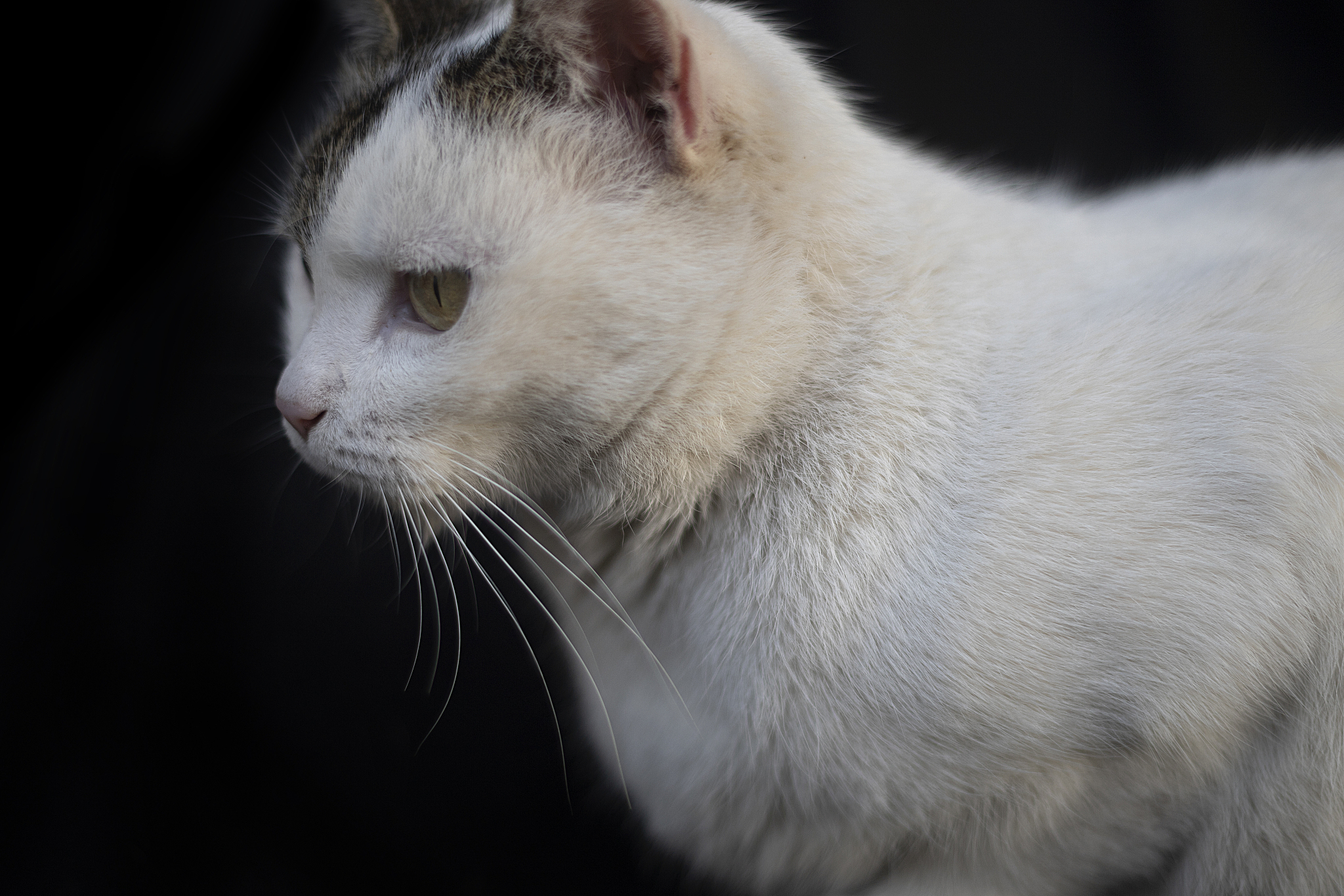 photography of beautiful cat on black background.