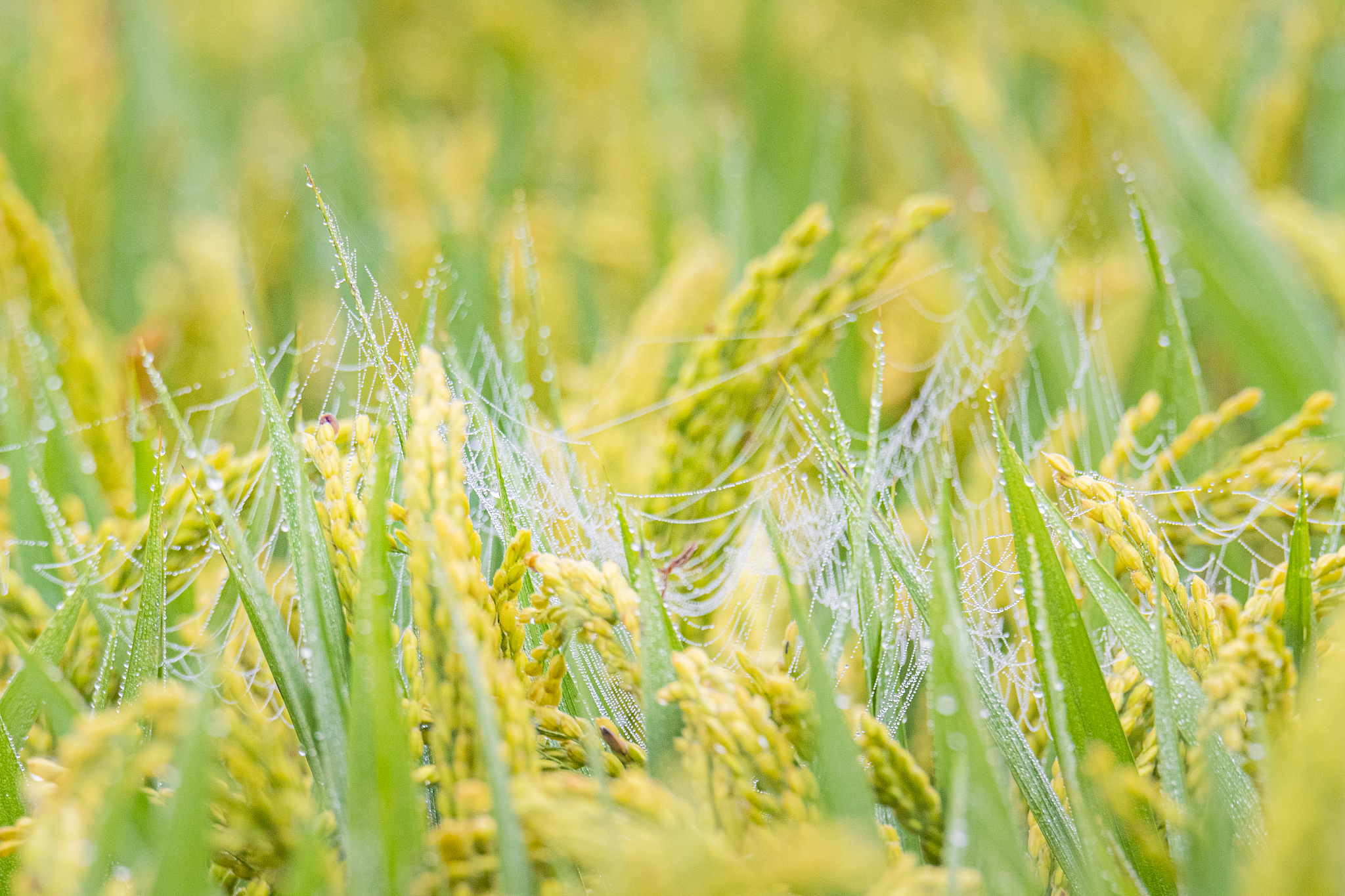 写一首田园诗歌