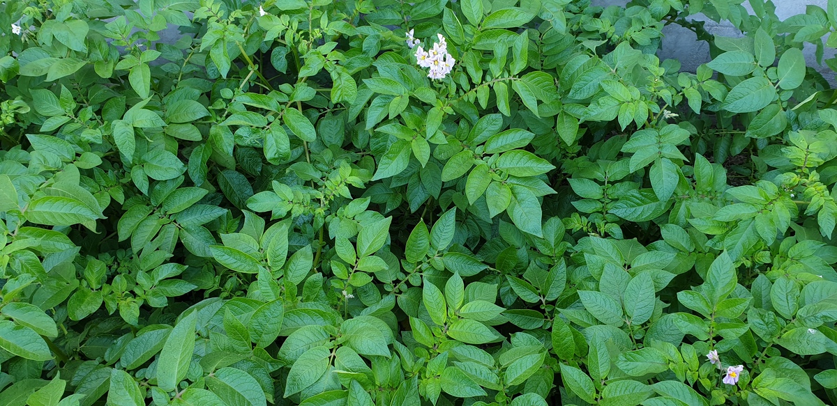 头晕菜的功效与作用：营养丰富，益处多多！