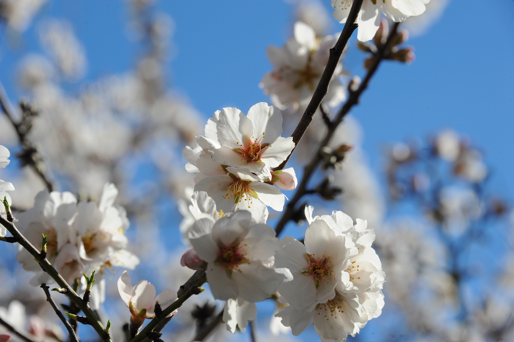 mandelblüte in spanien