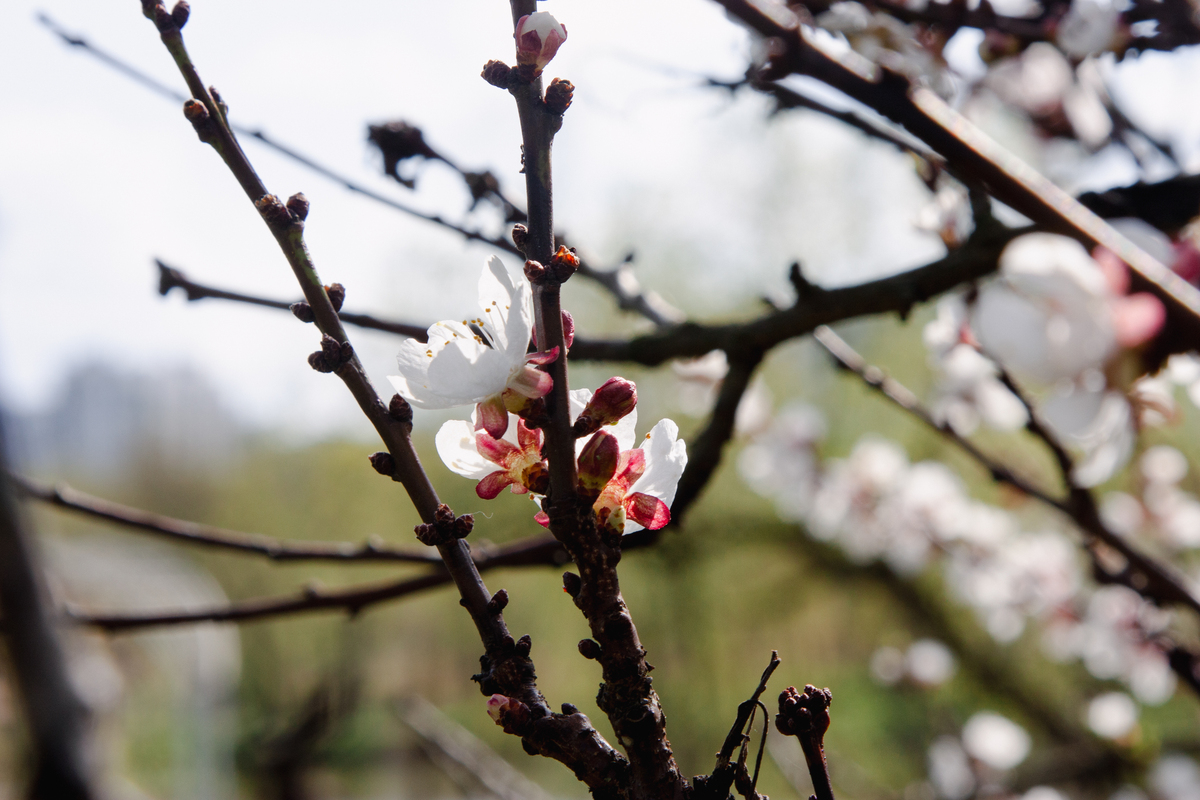 中国传统颜色描绘春天：红梅、桃花、柳絮、杏花...