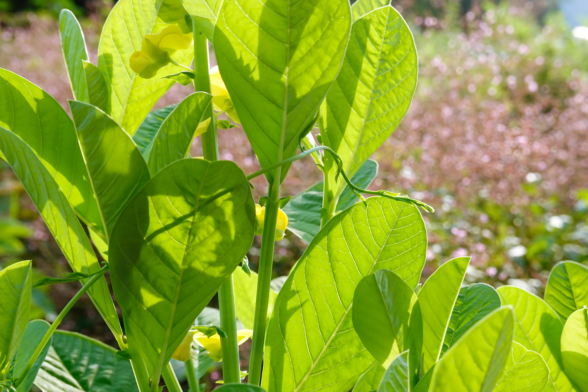 chinese herb plant crotalaria mucronata growing in summer