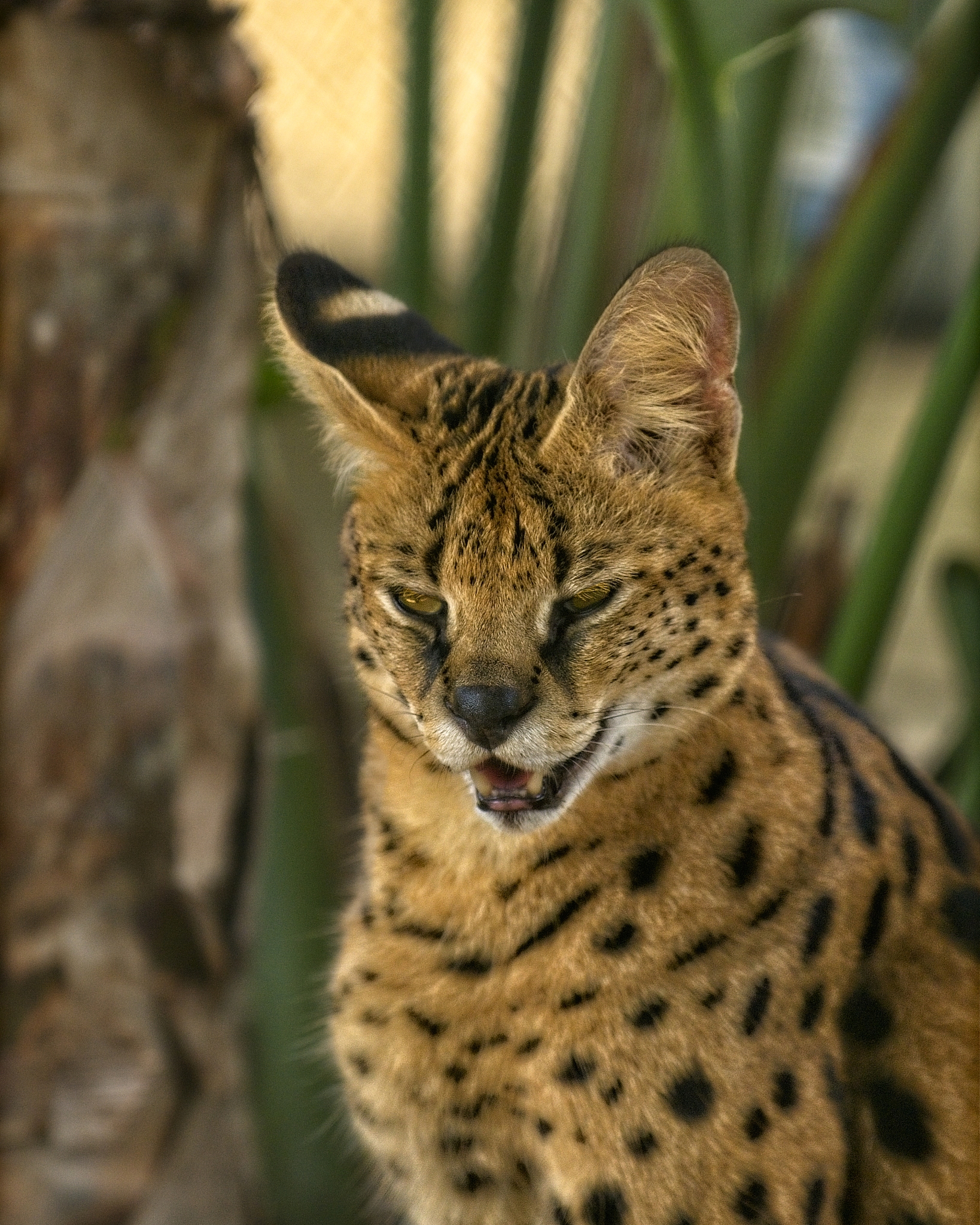 在下文中最后做个结尾它看起来就像小奶猫一样但别被外表骗了这家伙其实早就长大成年了！它是小型猫科动物被称为世界上最小的野生猫之一。这可是超级稀有的物种全球范围内只有30多只锈斑豹猫而且它们都住在动物园里！我们对它们的繁殖习性和野生种群数量了解不多但从一些视频里看它们就像普通的猫科动物一样会爬树只是对水好像有点畏惧。野生锈斑豹猫的主要栖息地在印度、斯里兰卡和尼泊尔等国家。它们喜欢生活在茂密的灌木丛和森