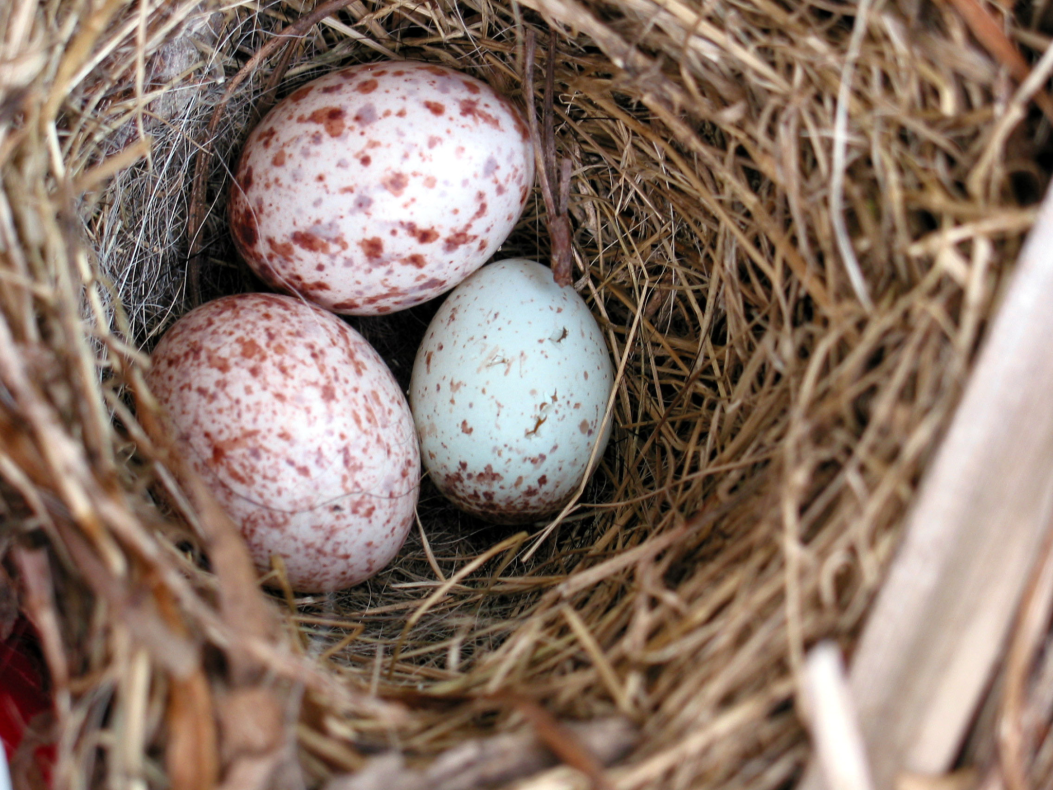 麻雀幼崽喂养指南：如何照顾受伤或掉巢的小麻雀