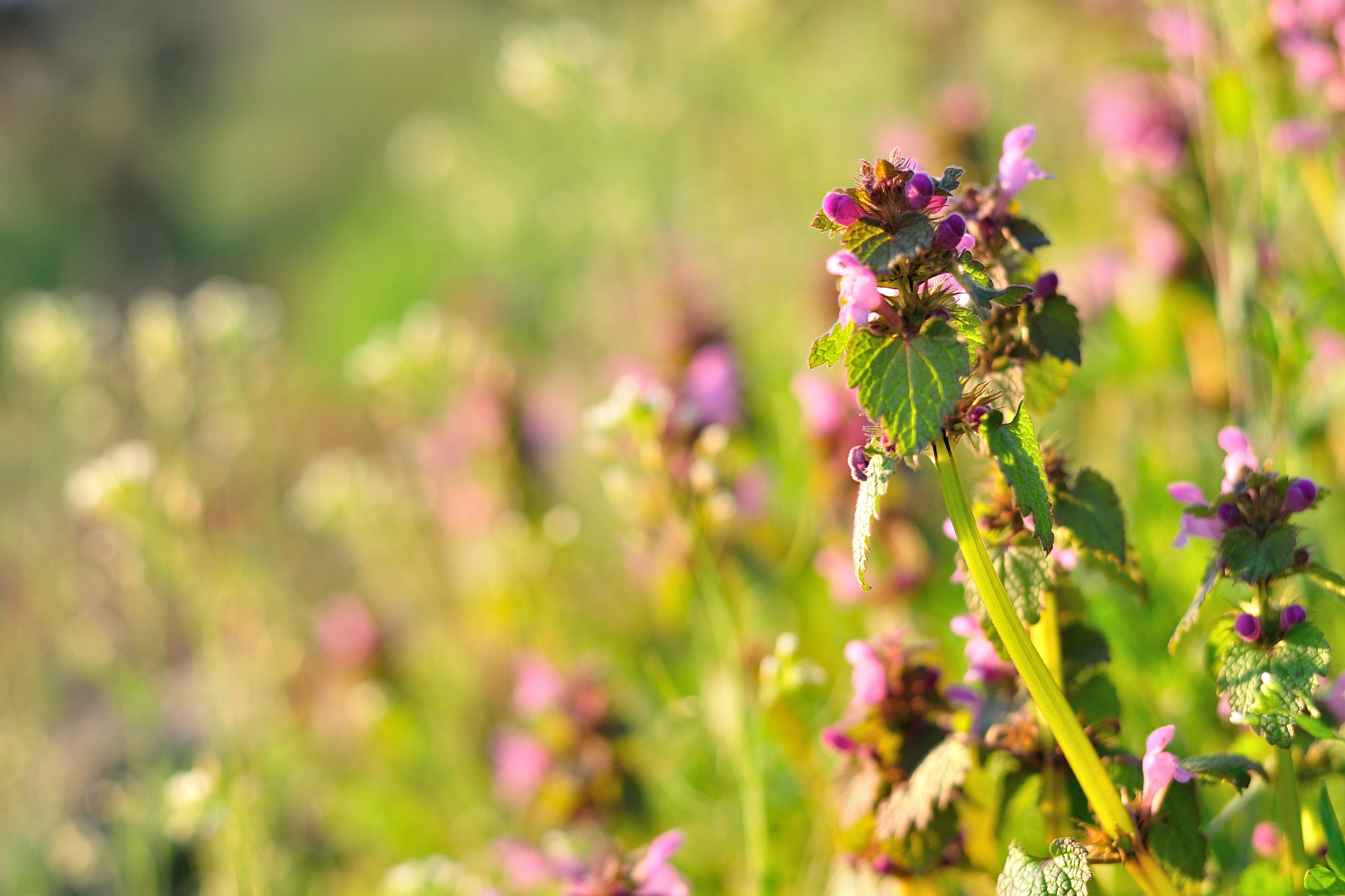 Ist die Lamium purpureum essbar