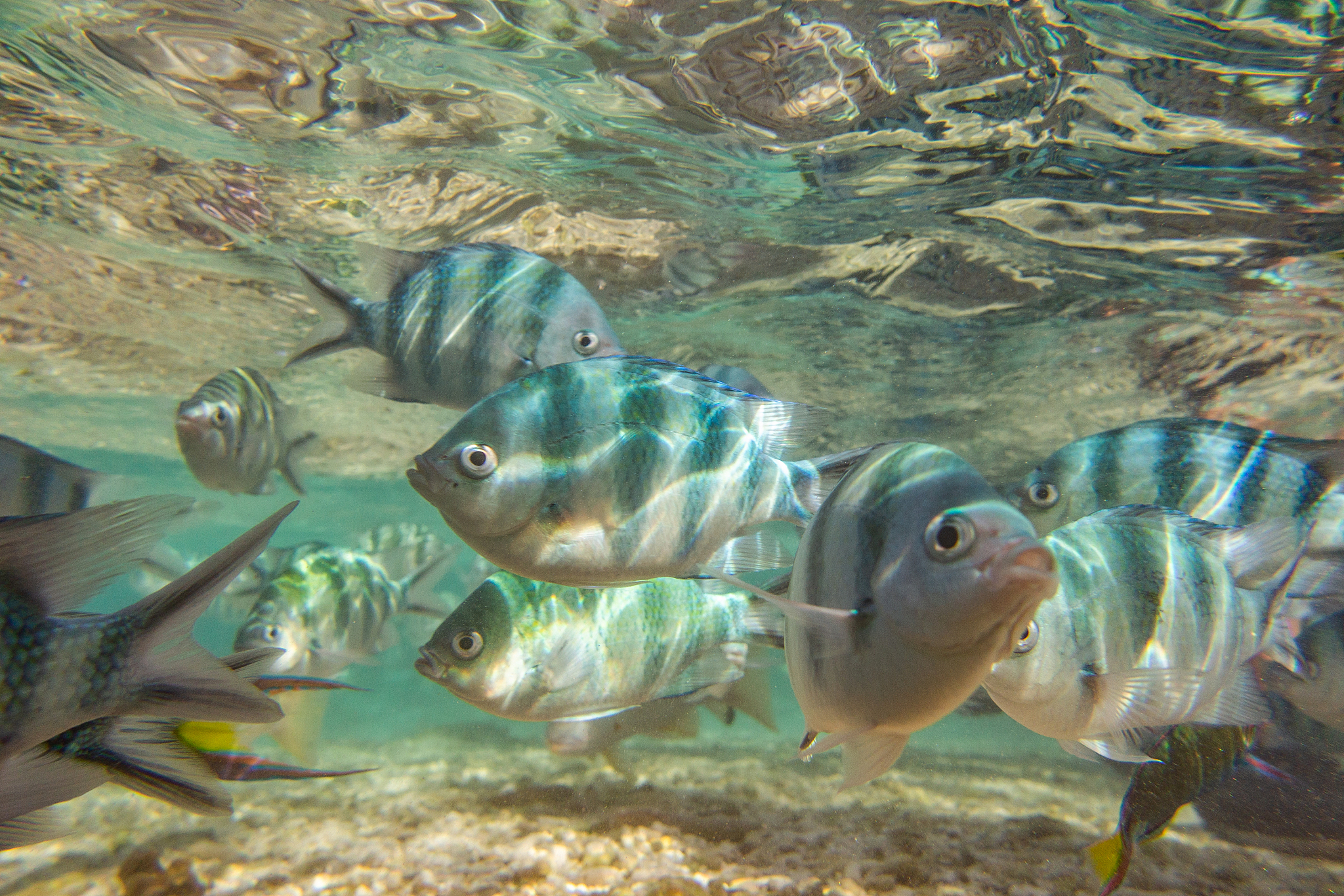 school of fish swimming underwater