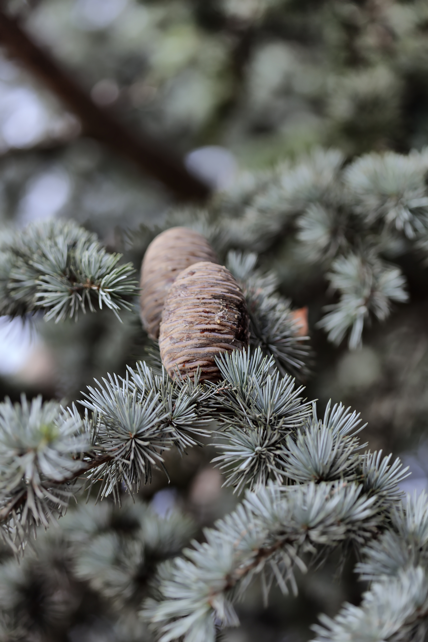 peculiar pine cone on a sunny day in badacsonyors, hungary.