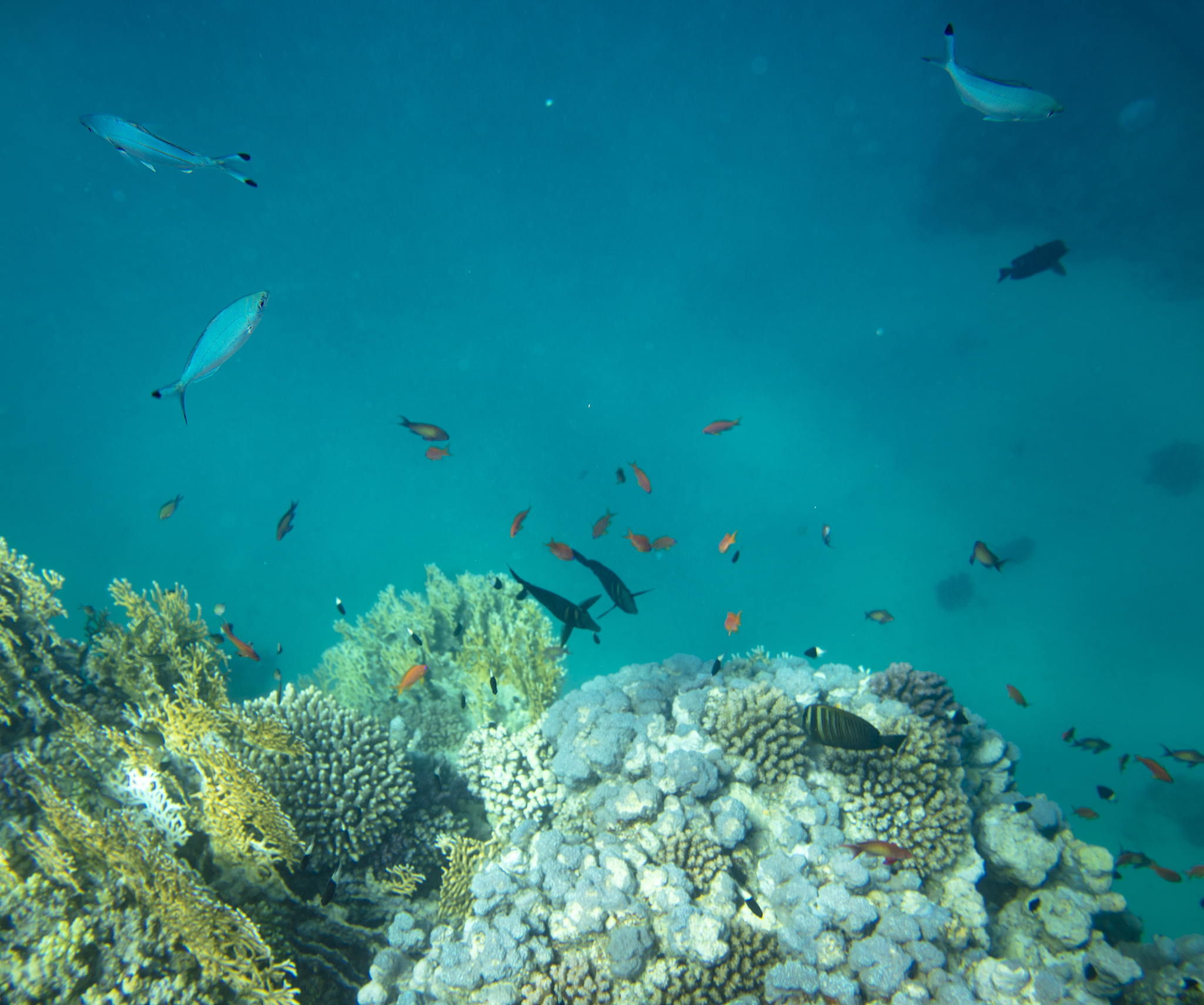 菲利普岛探险：海洋天堂的珊瑚礁岛屿