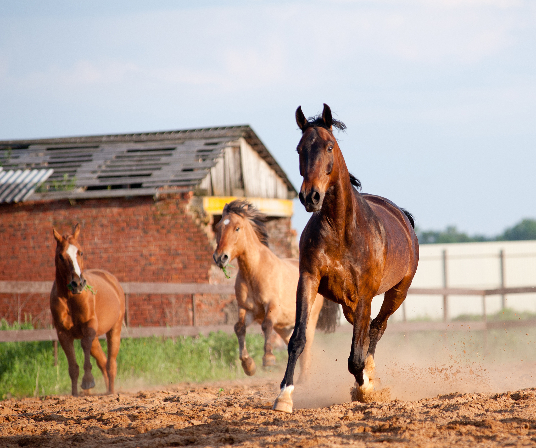 horses