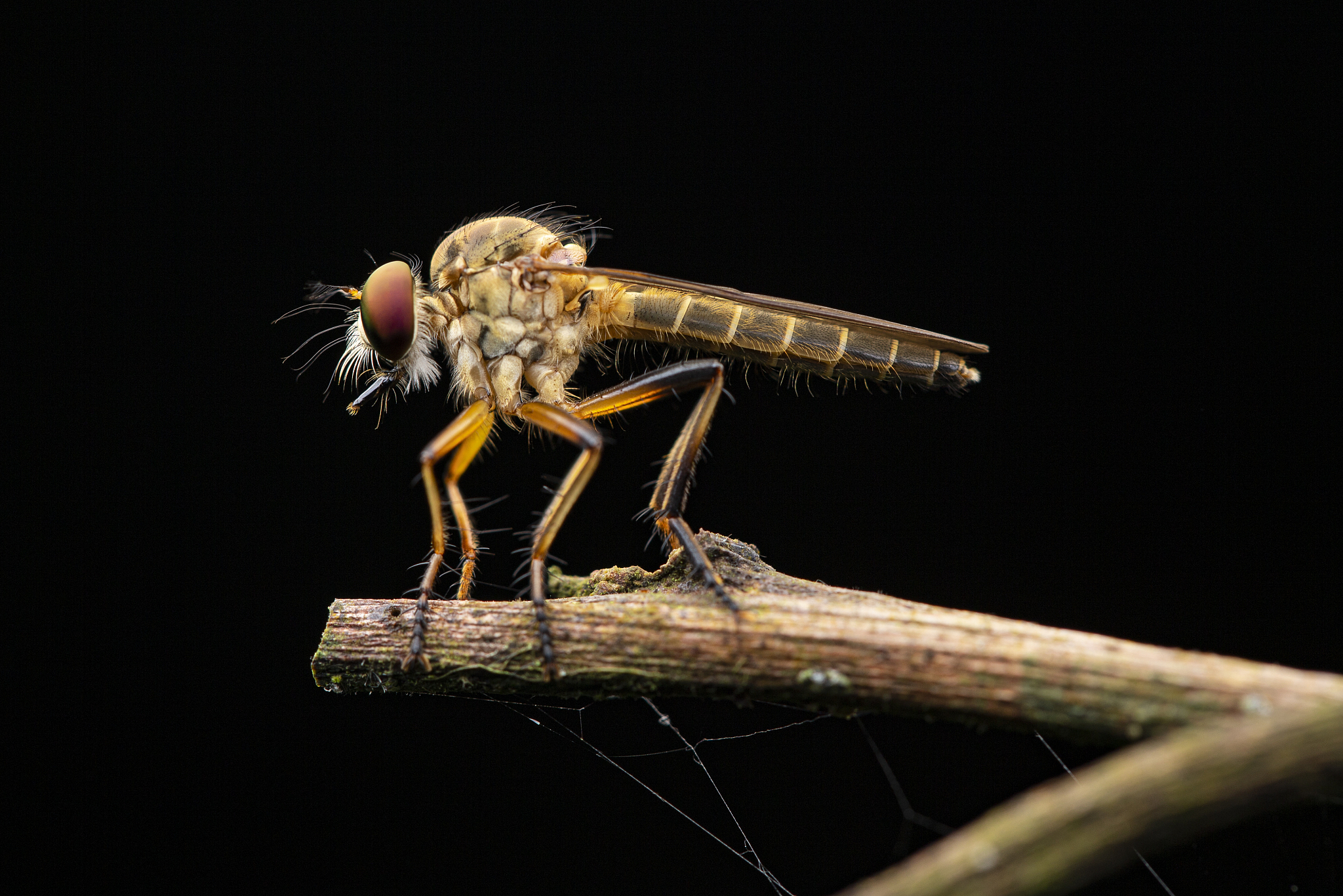 钢铁是怎样炼成中牛虻这本书出现了几次分别在什么情况下帮我用200字详细描述