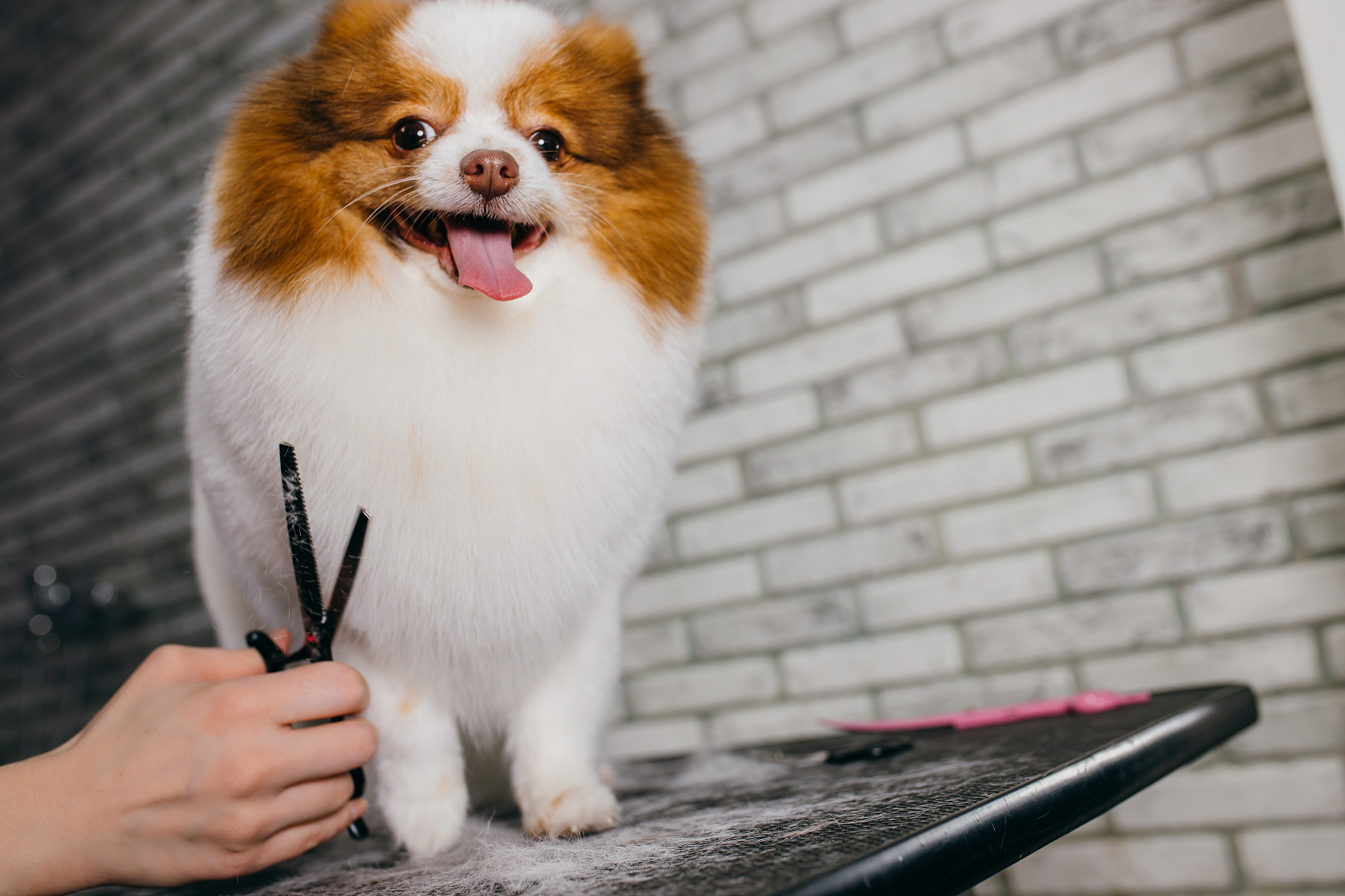 临沧市农业学校宠物养护与经营专业优势与发展前景