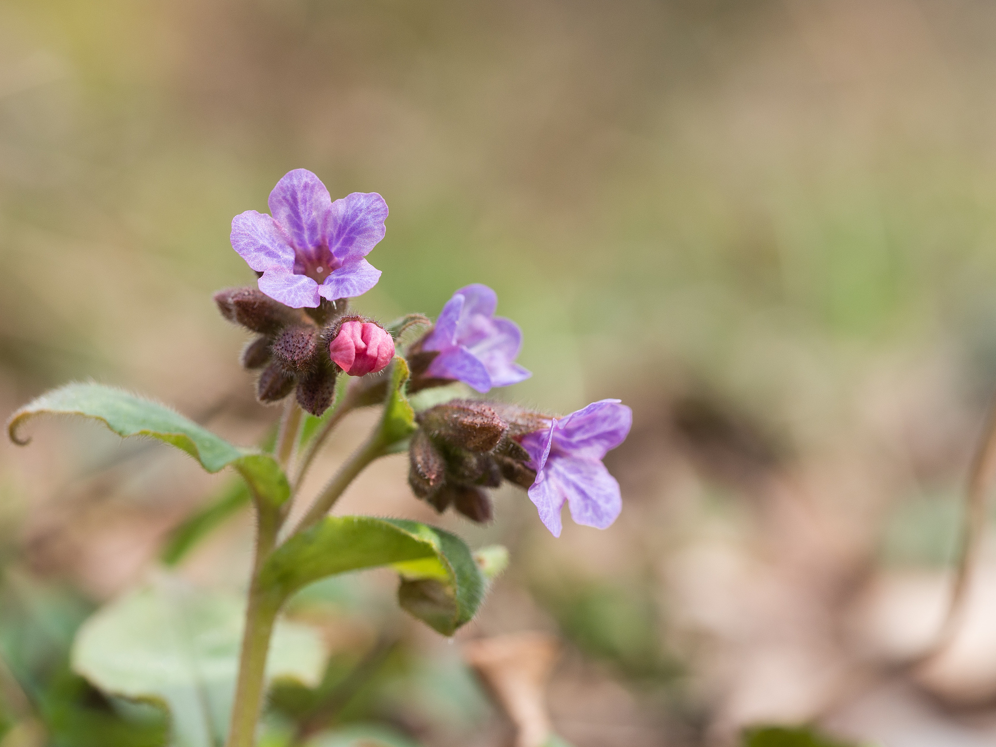 pulmonaria (lungwort)- spring flower blooming in the forest.
