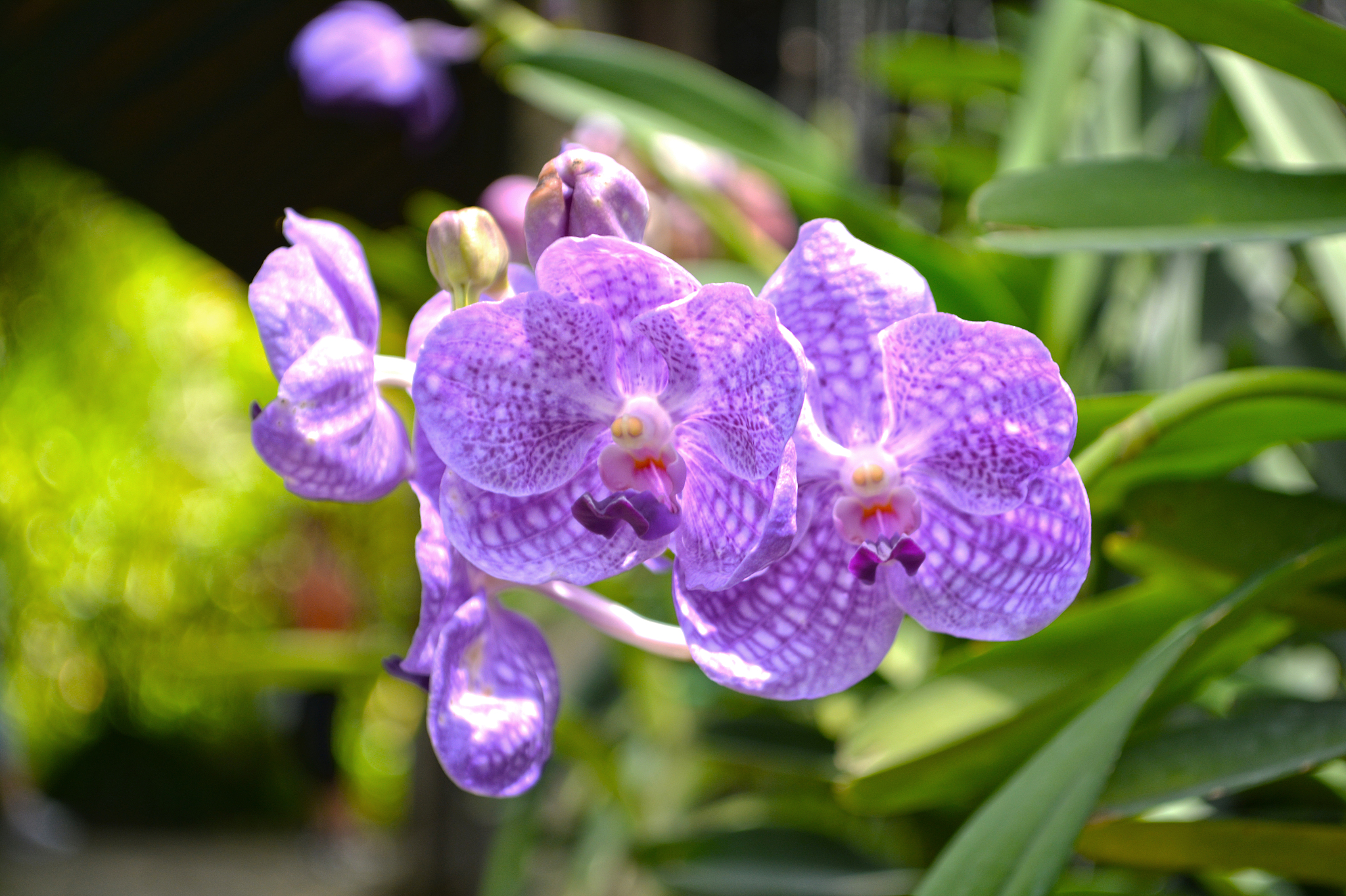 vanda orchid in thailand.