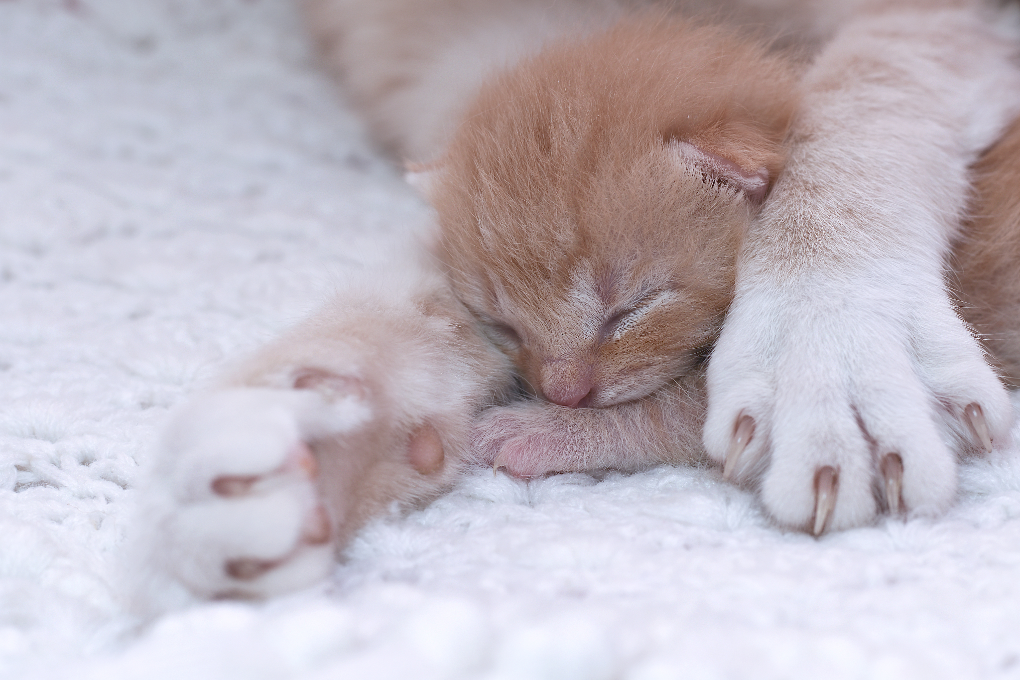 给皮皮咪咪做一首古诗