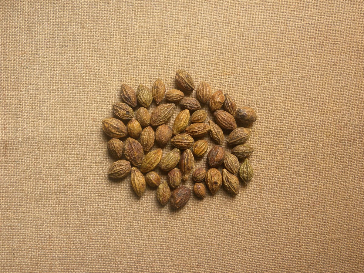 中药炮制实验：炒黄药材的理论与操作