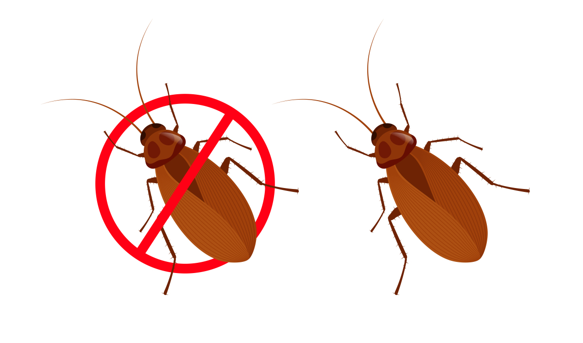 家里有蟑螂怎么解决