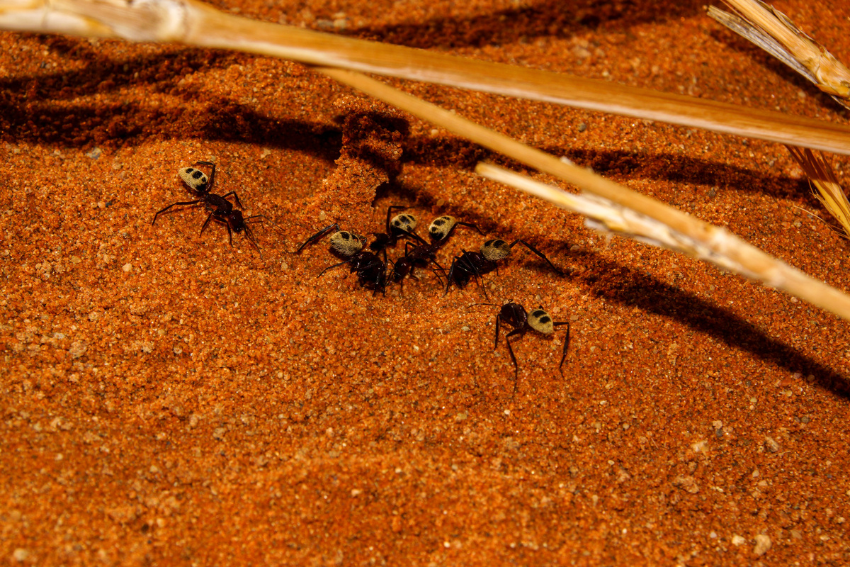 蚂蚁数量众多：揭秘背后的秘密